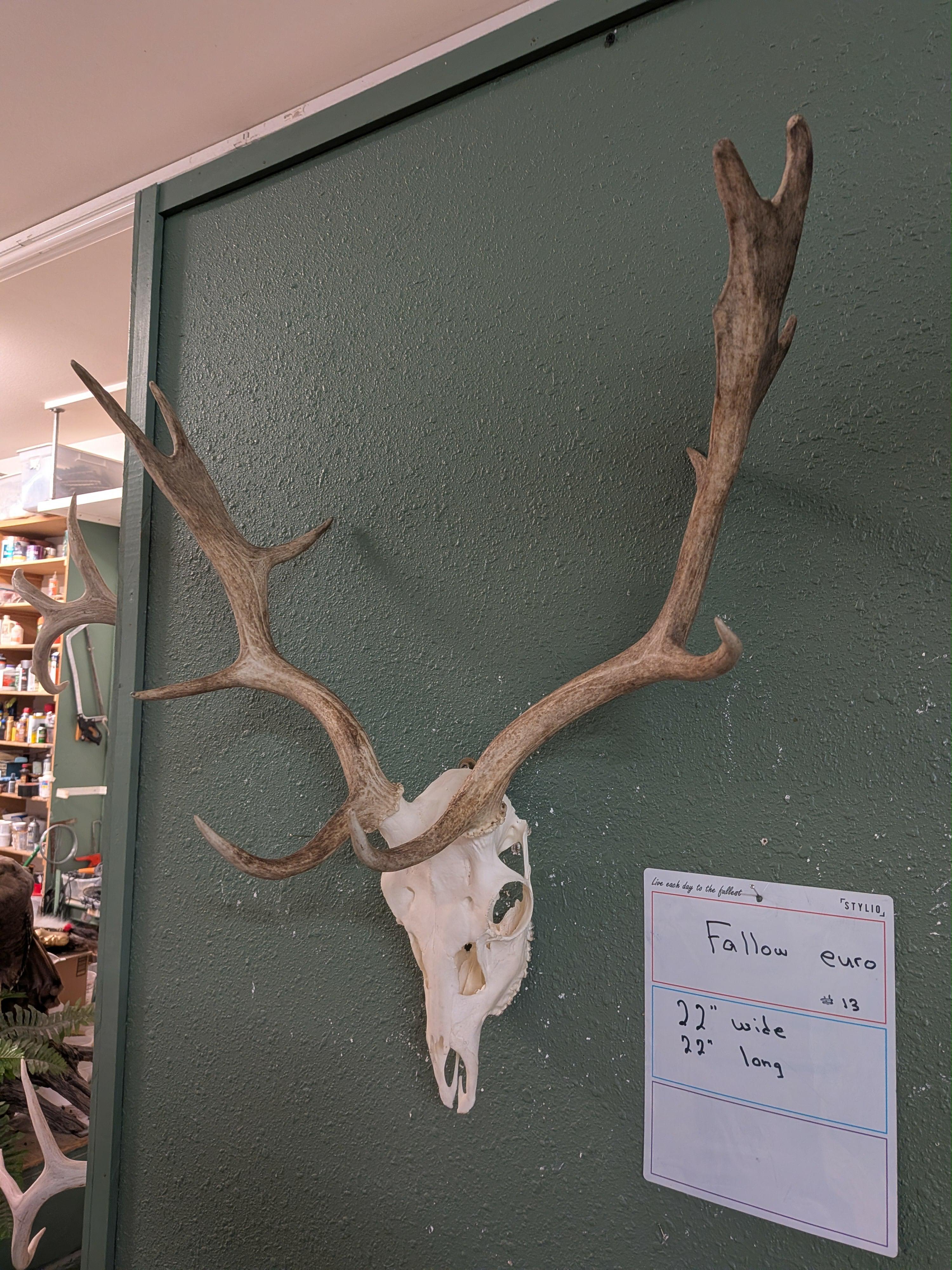 FHSUZ8 - Fallow Euro Skull Taxidermy Mount