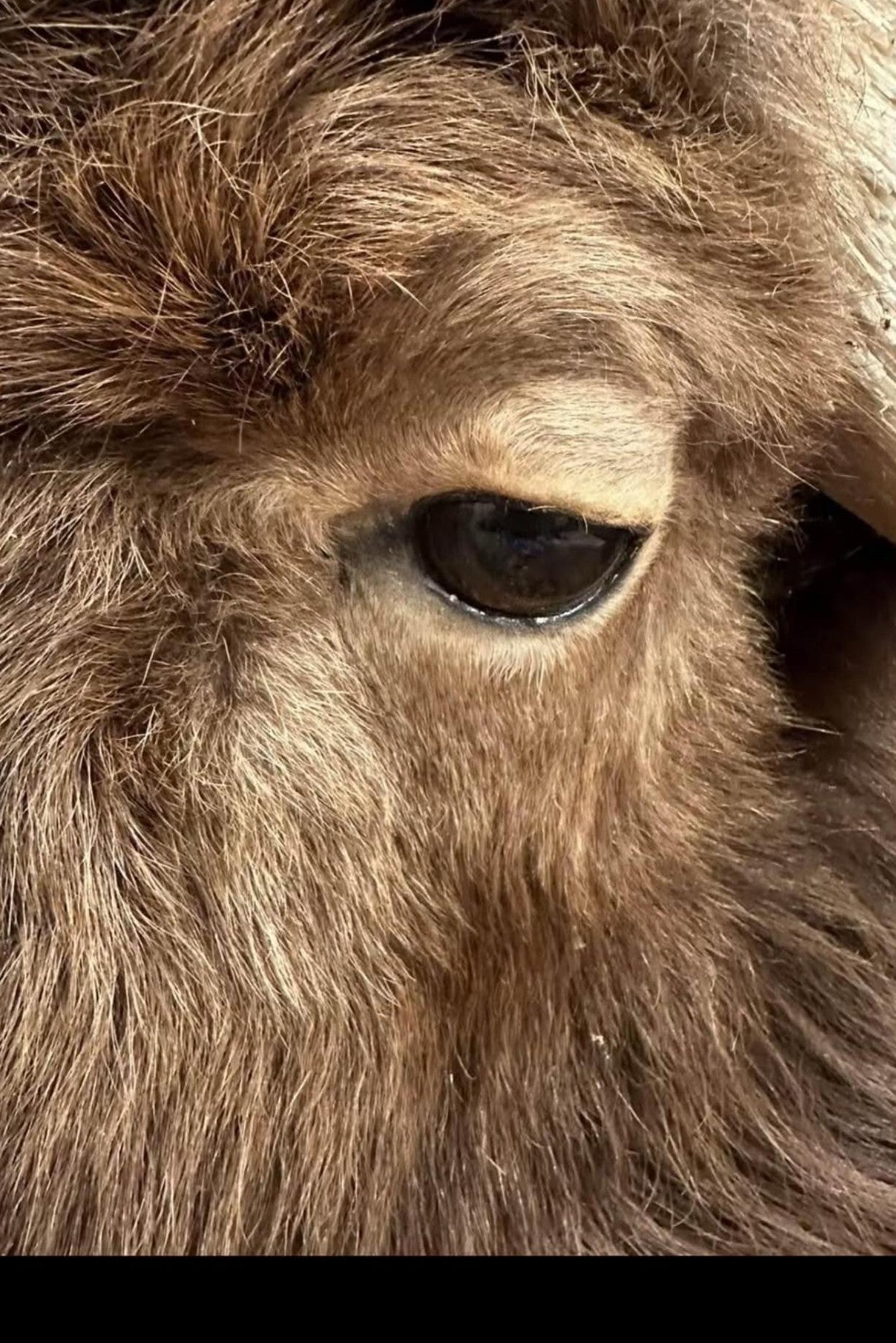 FHSUZ28 - Muskox Rug With Mounted Taxidermy Head