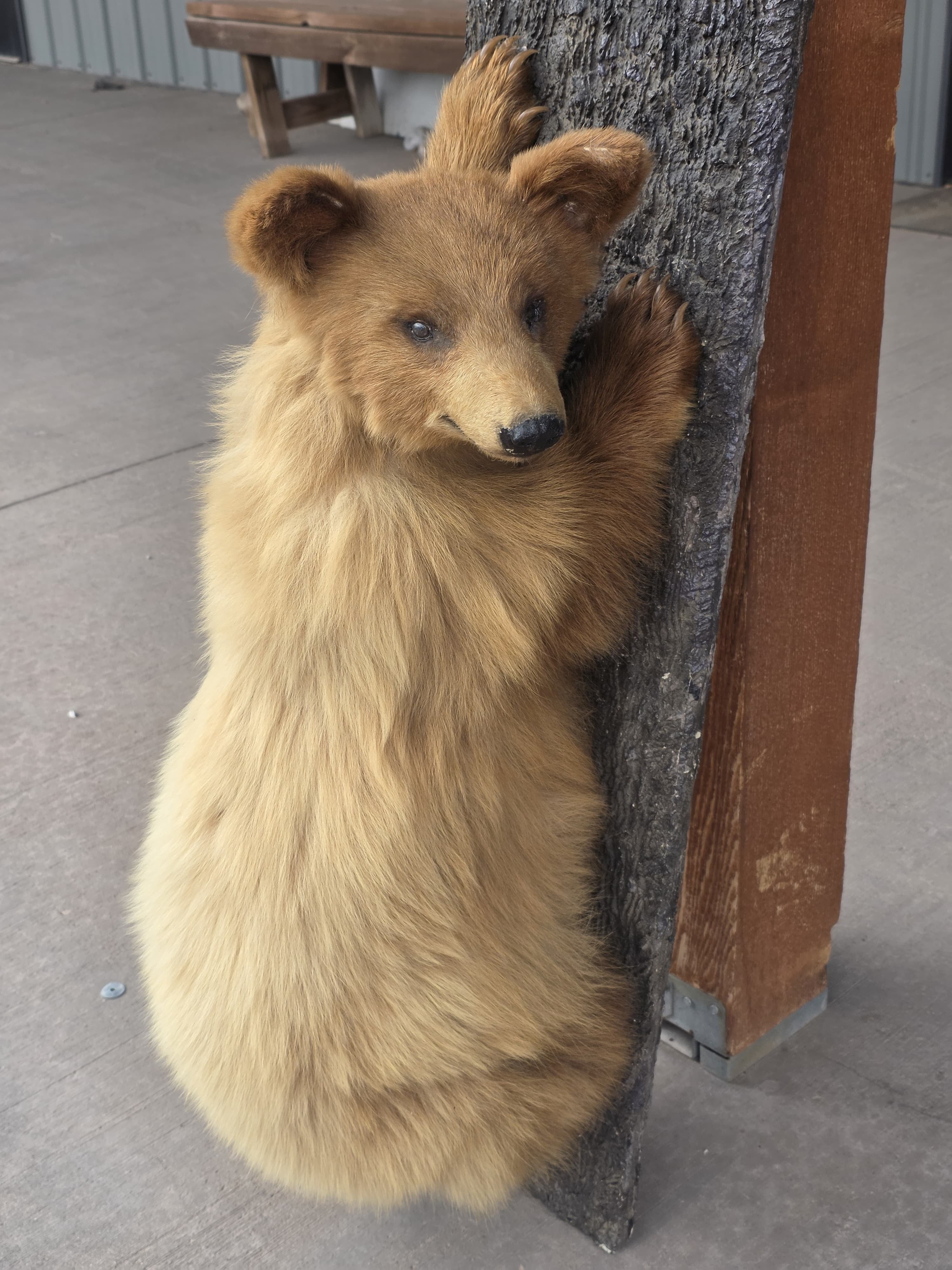 FH7828 - Extremely cute baby bear taxidermy mount