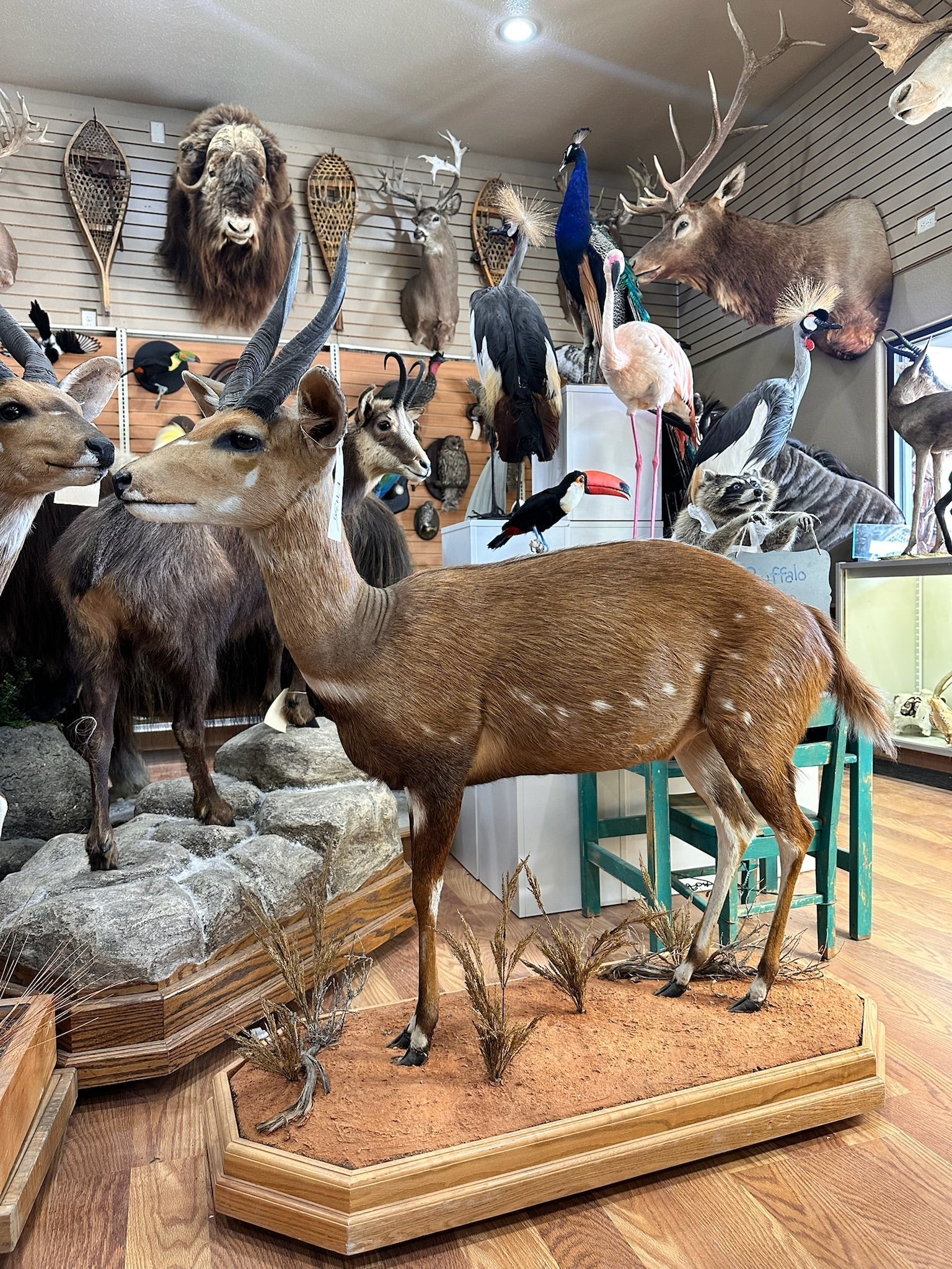FH146-African Bush Buck Full Body Taxidermy Mount FH35