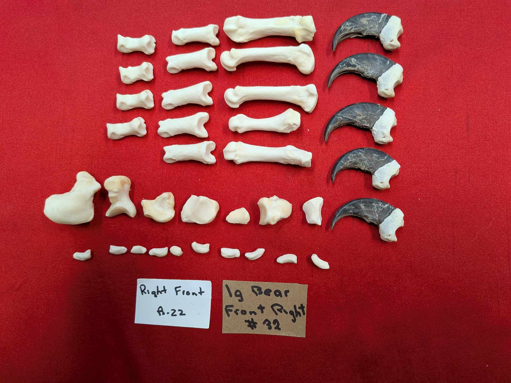 FHPAT556 - Black bear and Cougar paw full skeleton