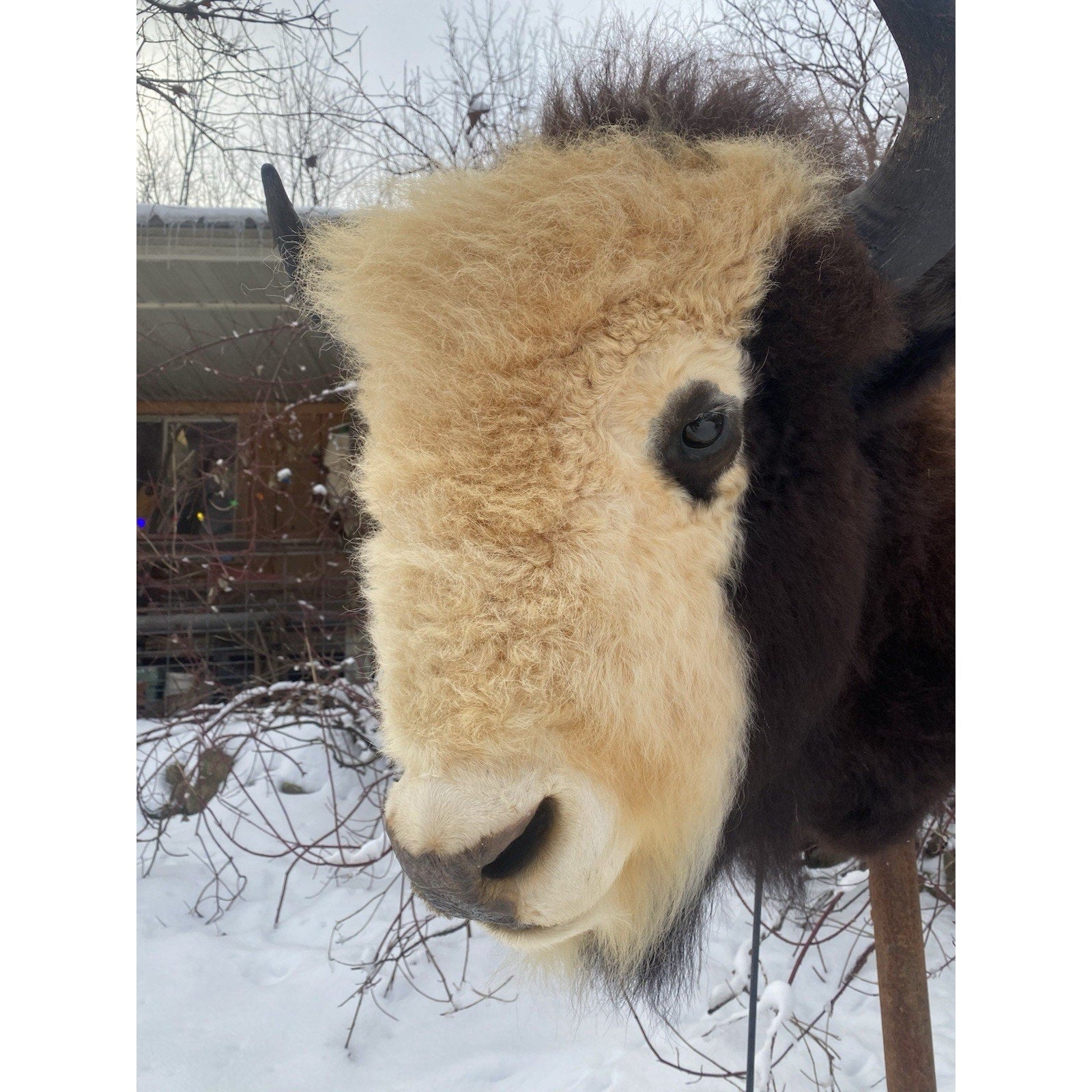 FHDAR40- Rare Sacred White-faced Buffalo Bison Taxidermy Shoulder mount