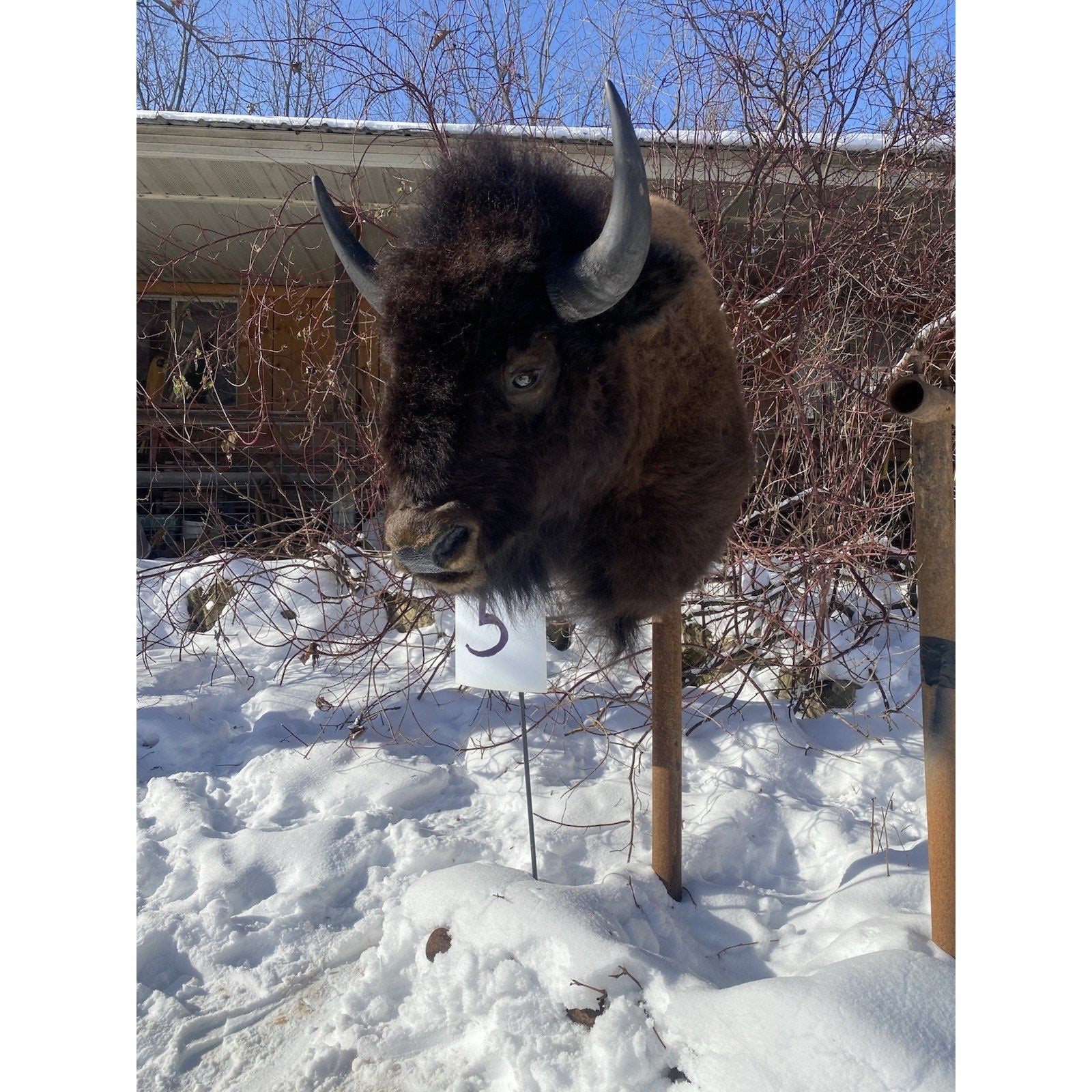 FHDARDEC5 - Real North American Buffalo / Bison Shoulder Taxidermy Mount New