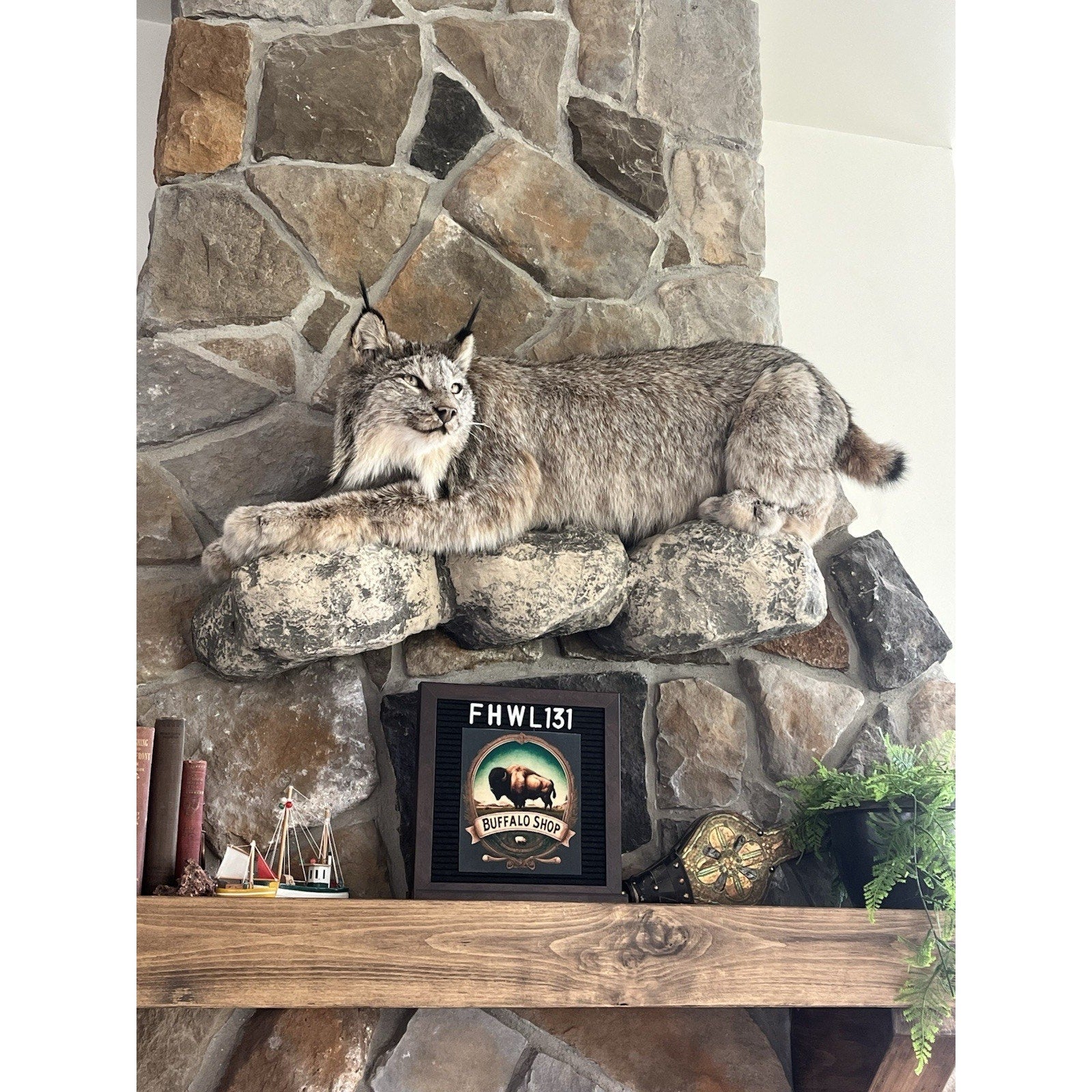 FHWL131 - Alaskan Lynx Taxidermy Full Body Mount Prime Fur