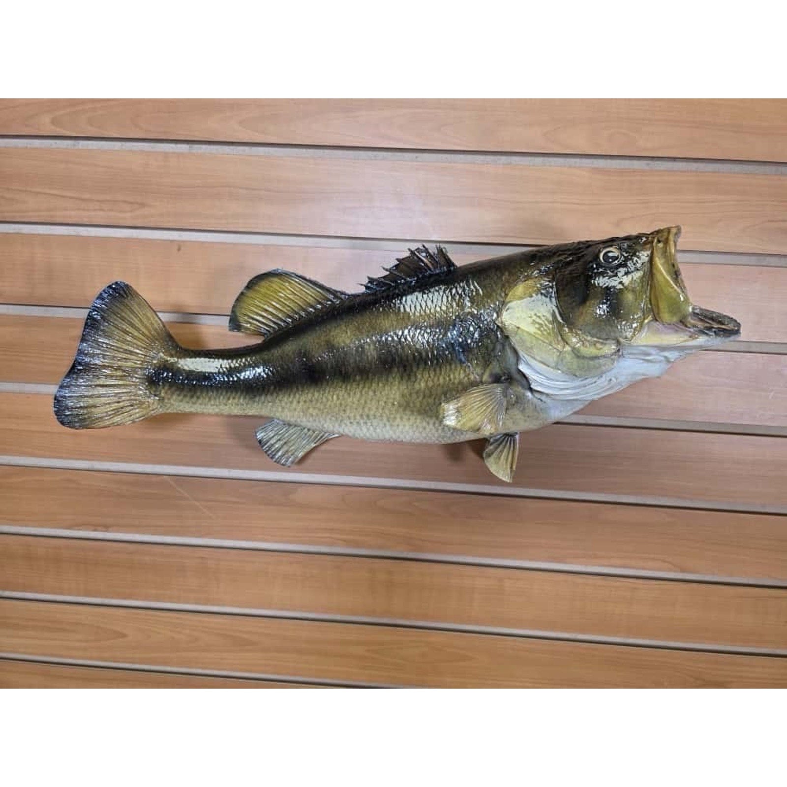 JTV213 - Real Skin Bass Fish Taxidermy Mount 21”
