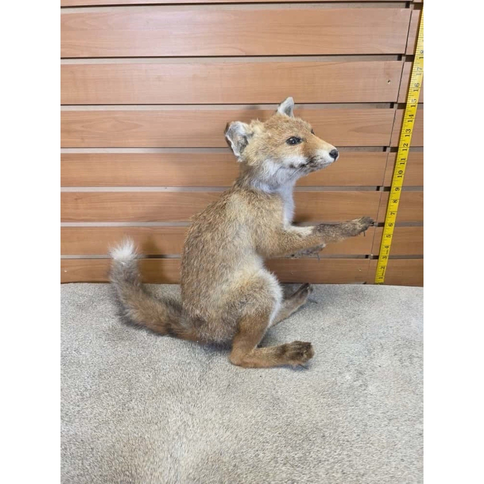 JTV232 - baby fox taxidermy mount