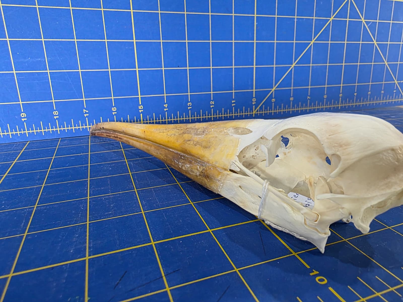 JTV202 - Real Yellow-billed stork Bird Skull Taxidermy