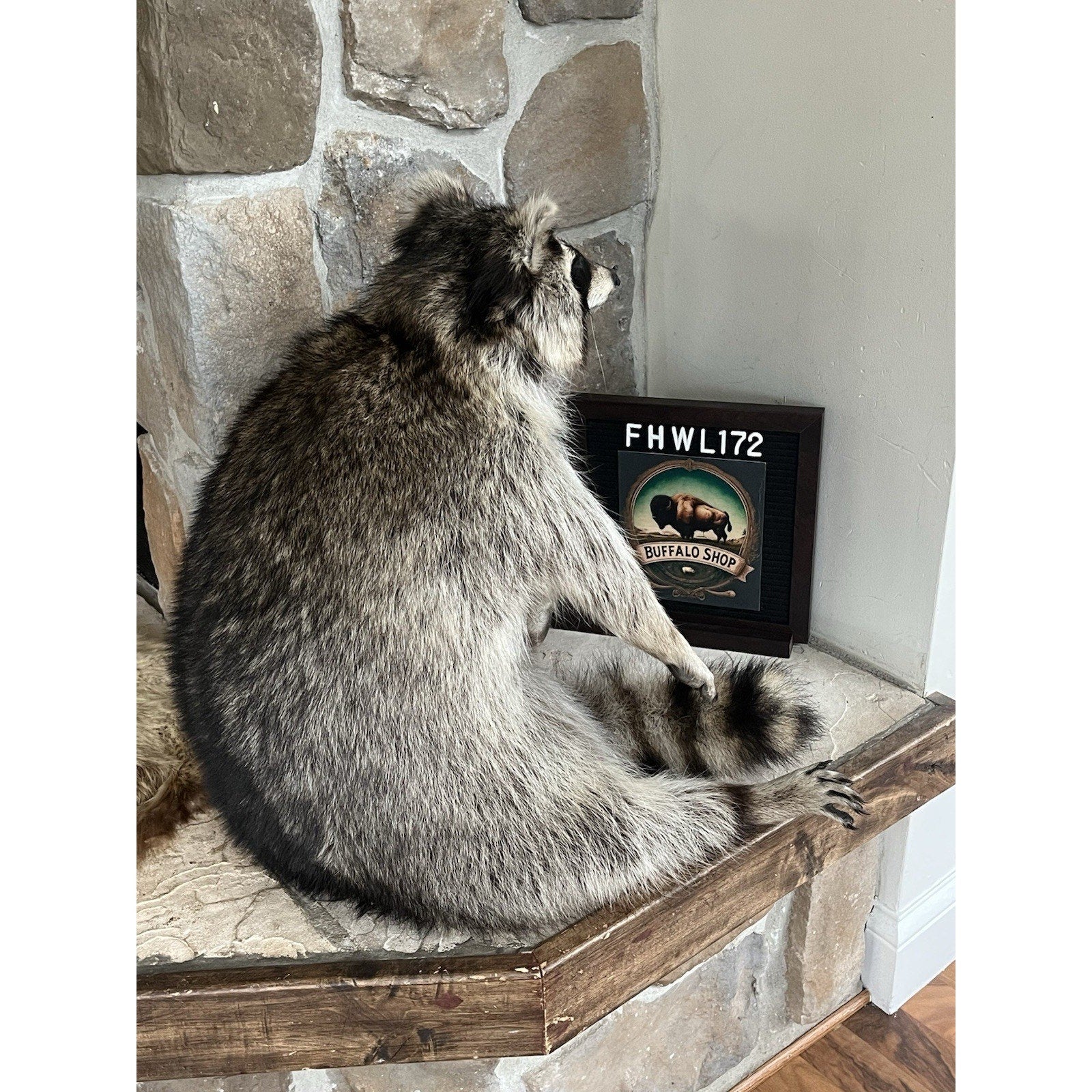 FHWL172 -premium Fat Raccoon Taxidermy Mount