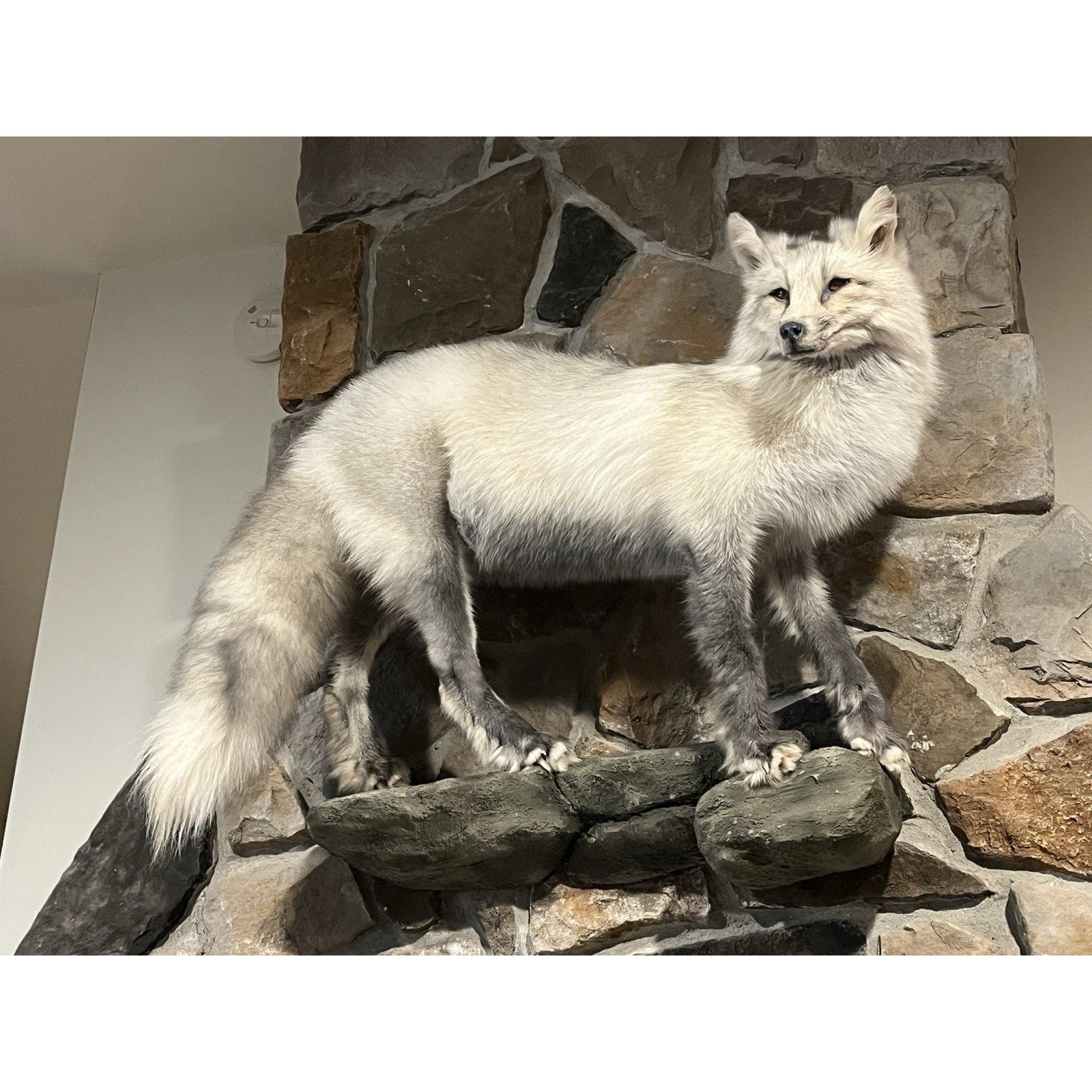 FHWL15 -Cross Fox Taxidermy mount