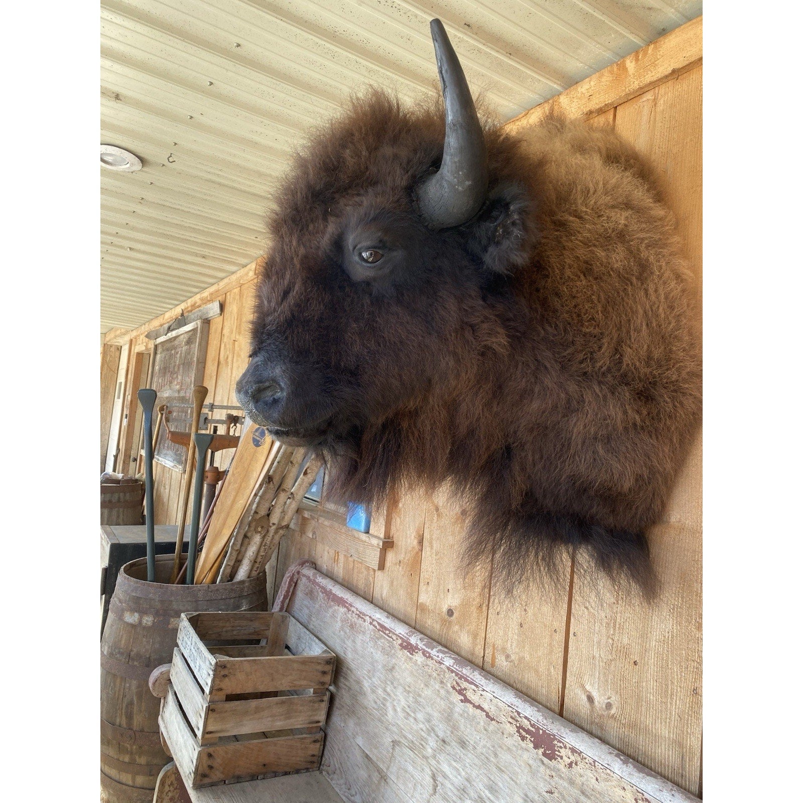 FHDAR6- XL Buffalo Taxidermy Shoulder mount Bull