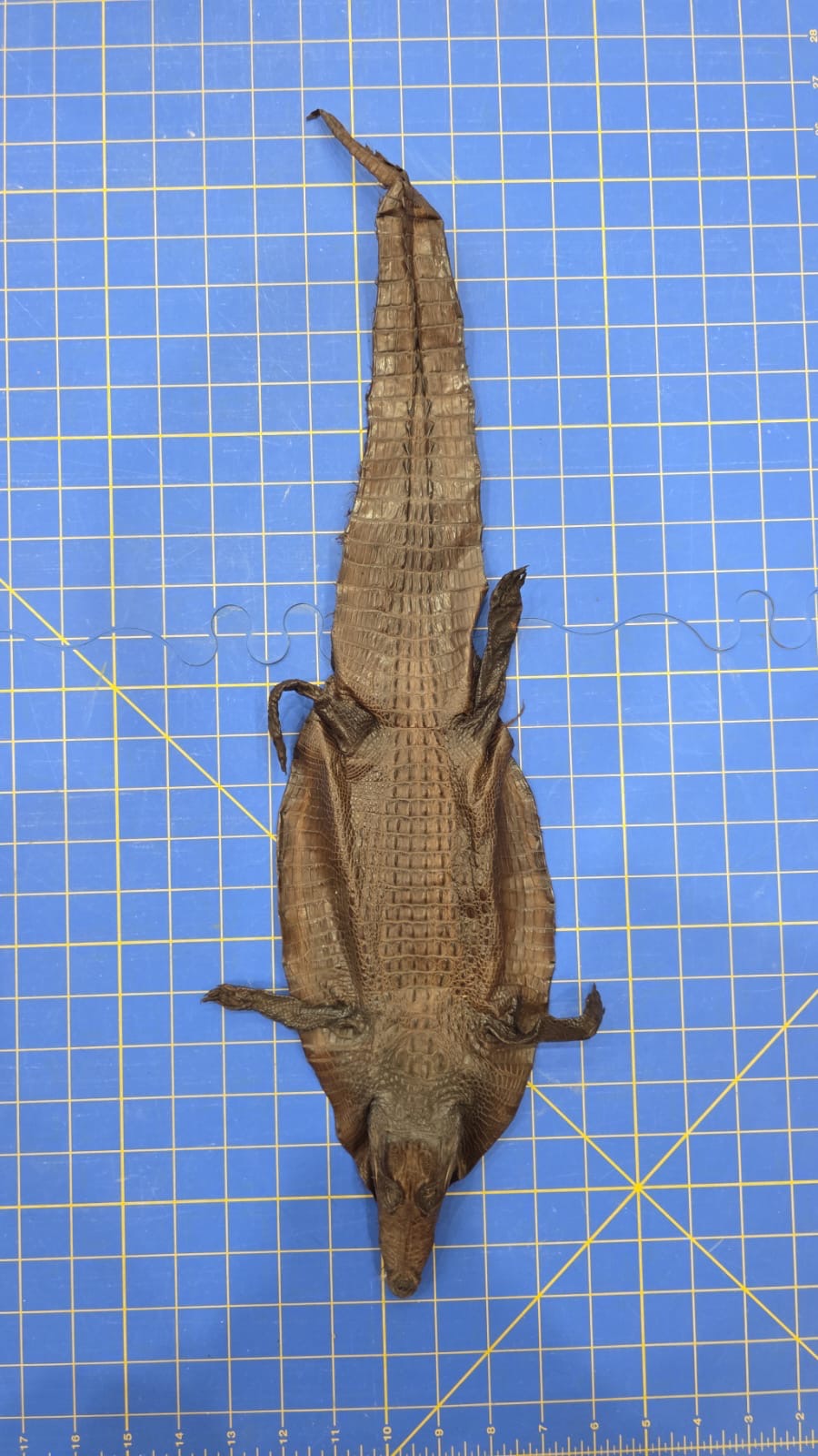 Jvn6 - Dyed Alligator Skin Pelt Leather