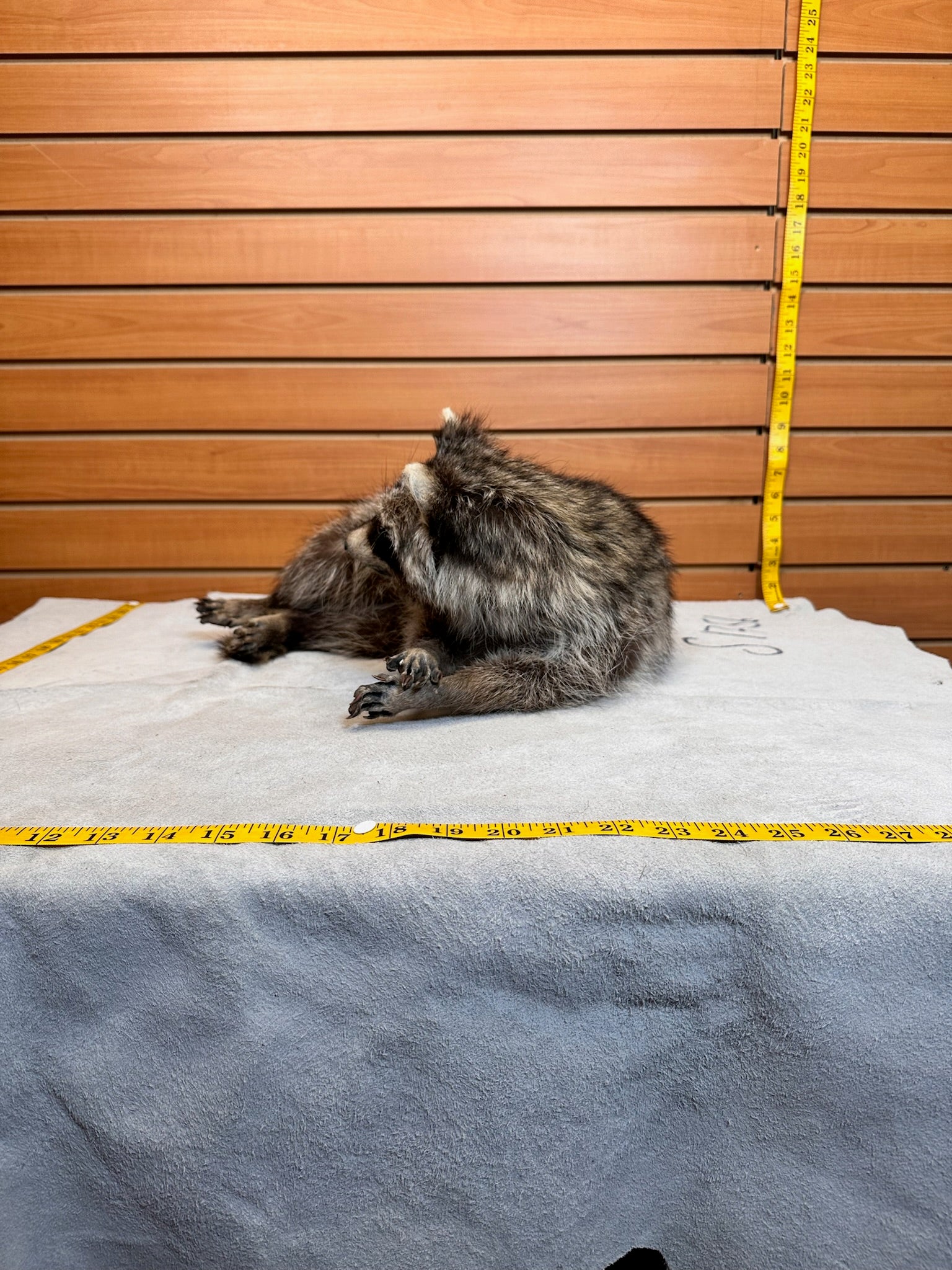 FHCOON1- raccoon taxidermy mount