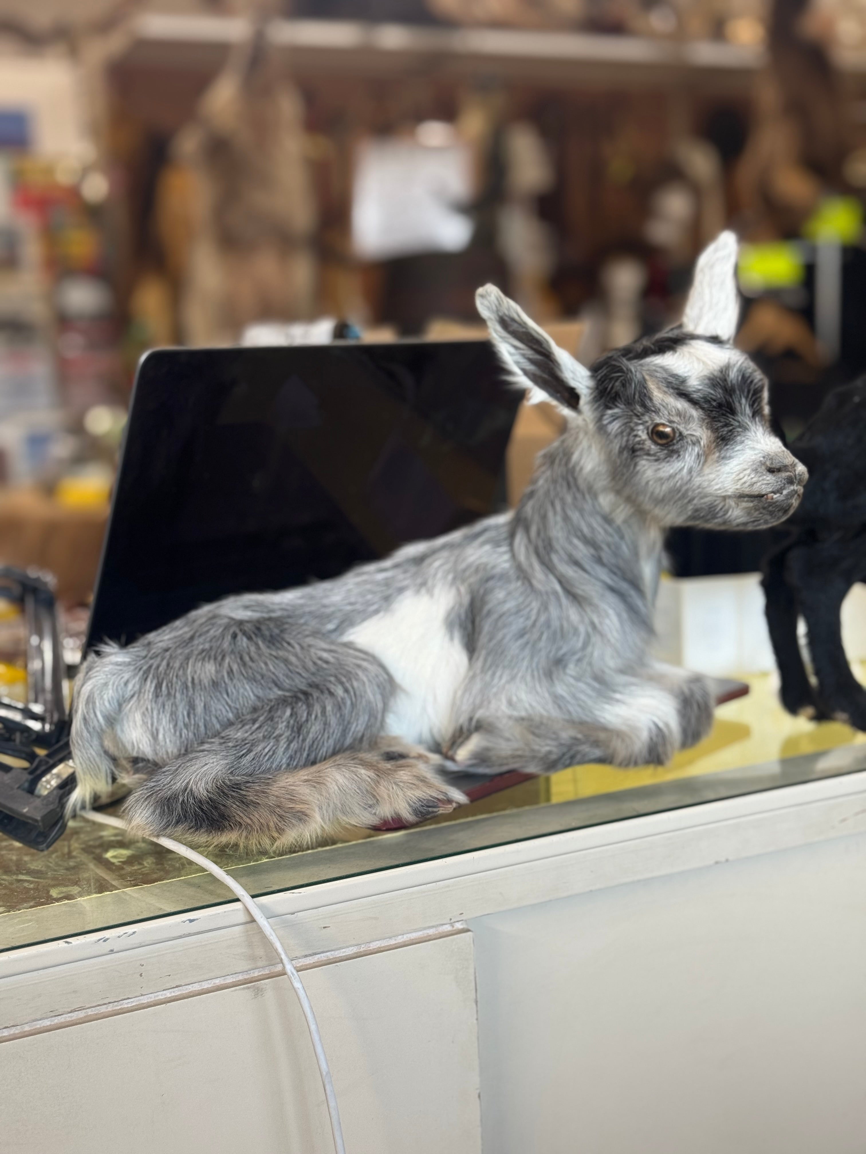 FHGOAT16- Baby goat tiny taxidermy mount free standing