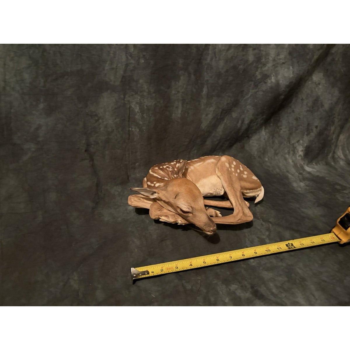 FHBRAD740 - Fawn Lifesize Taxidermy Mount Baby Deer