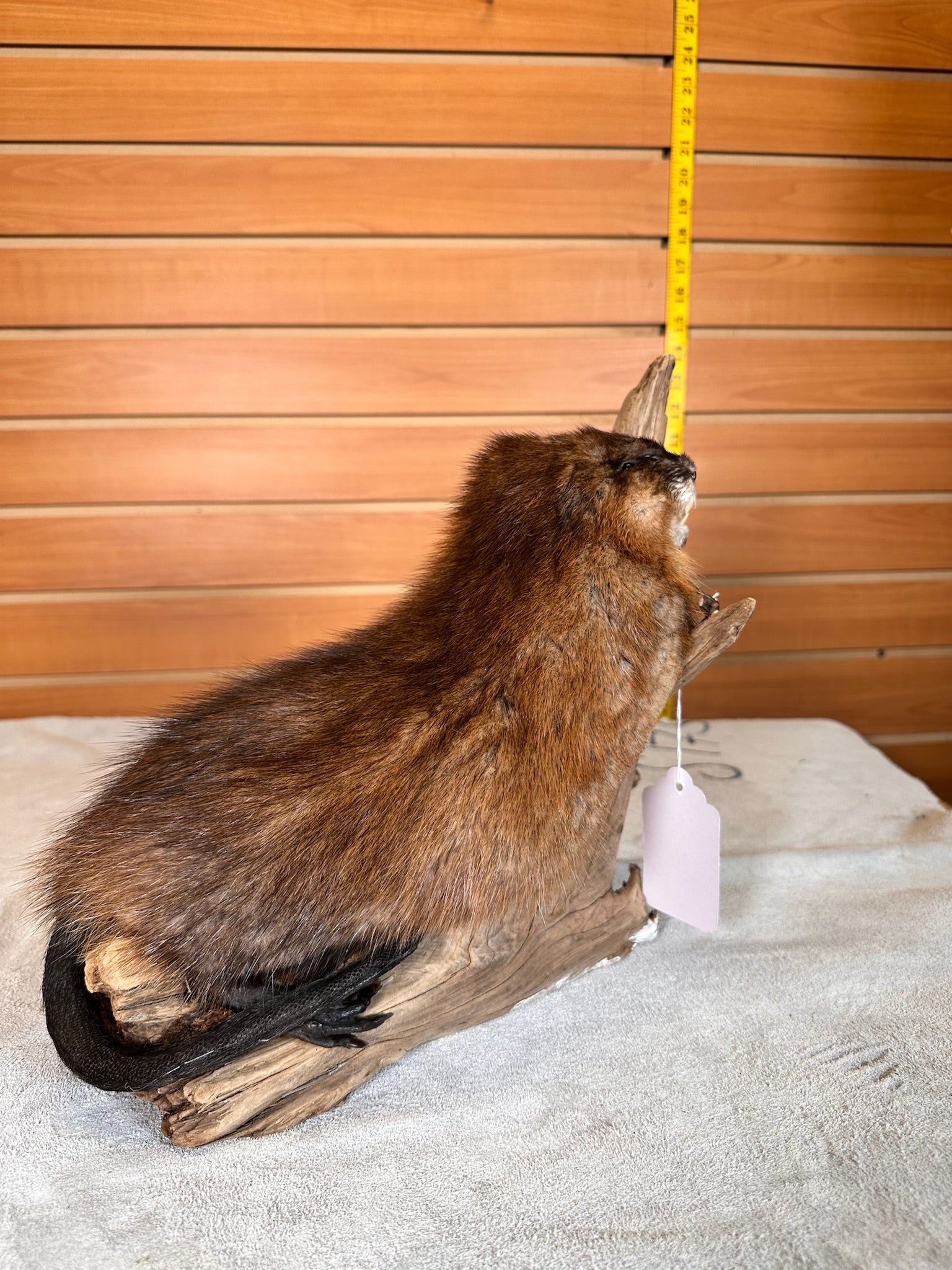 FHMUSK29- Beautiful Muskrat taxidermy mount