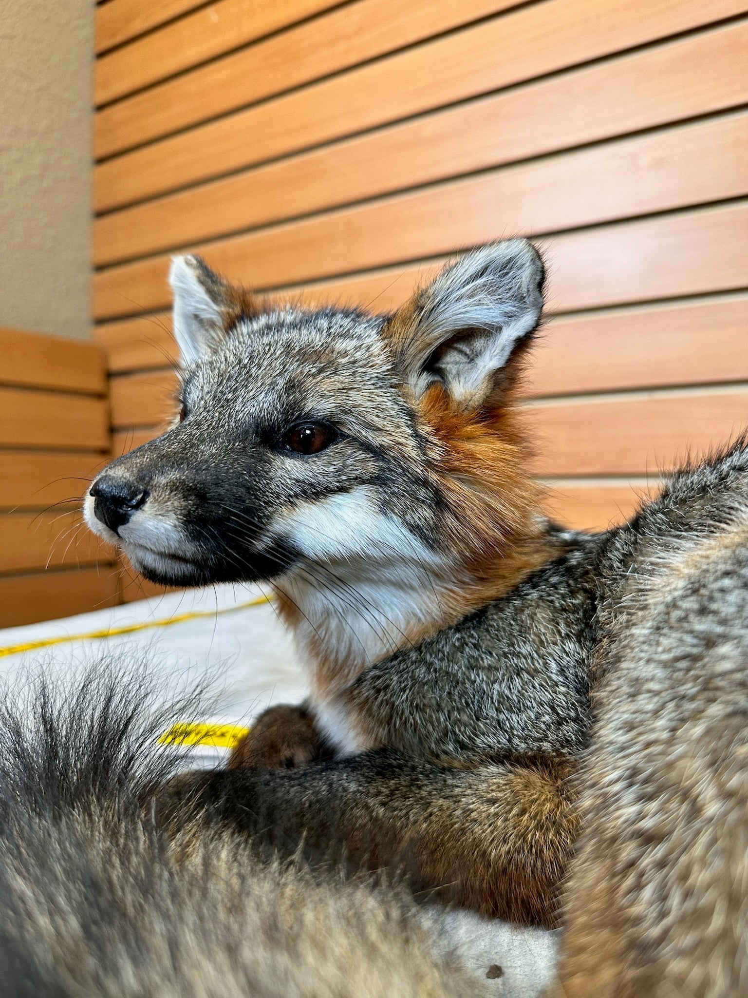 FH235-Grey Fox Taxidermy Full Body Mount Prime Fur