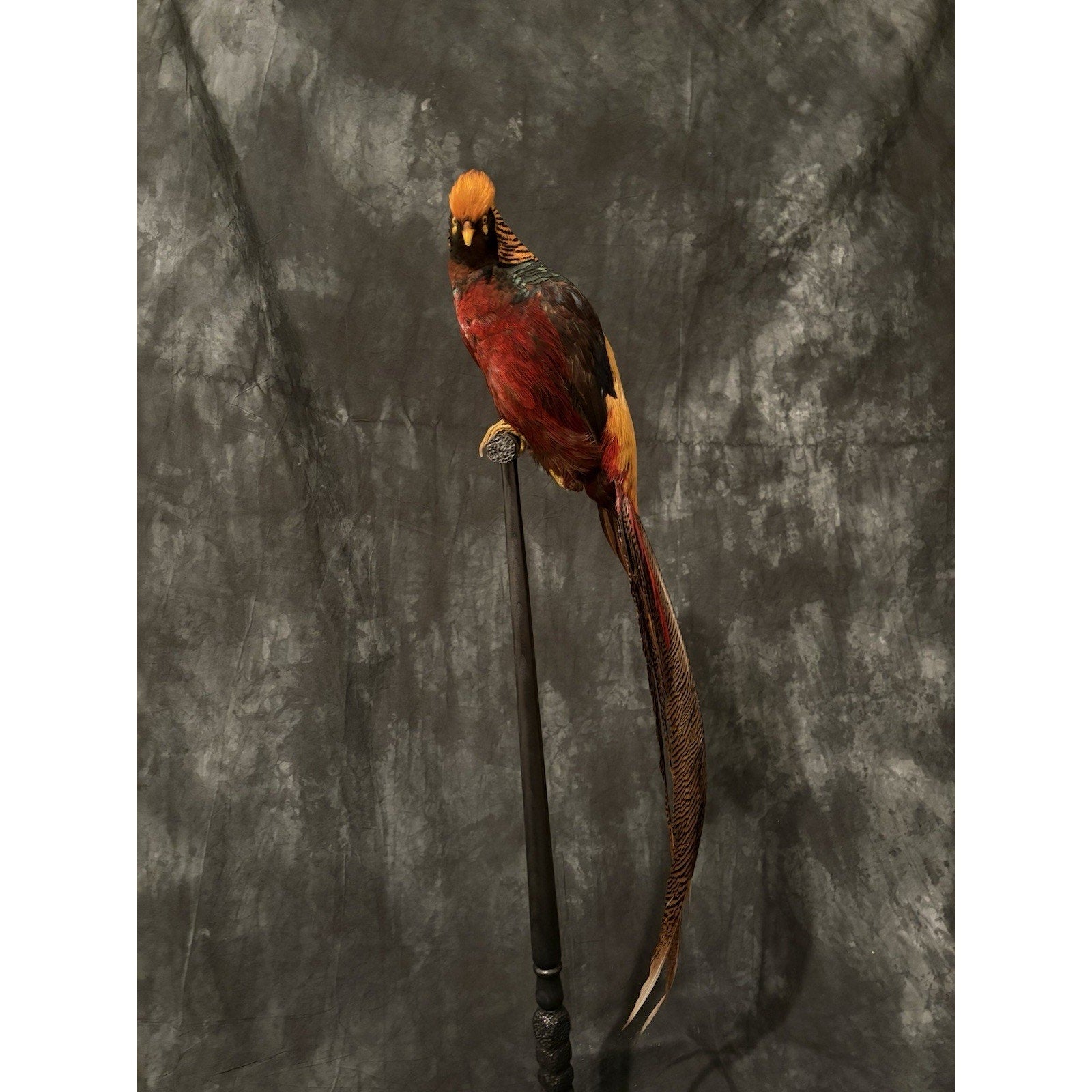 JRADA3 - Dark throated Golden pheasant Taxidermy Mount