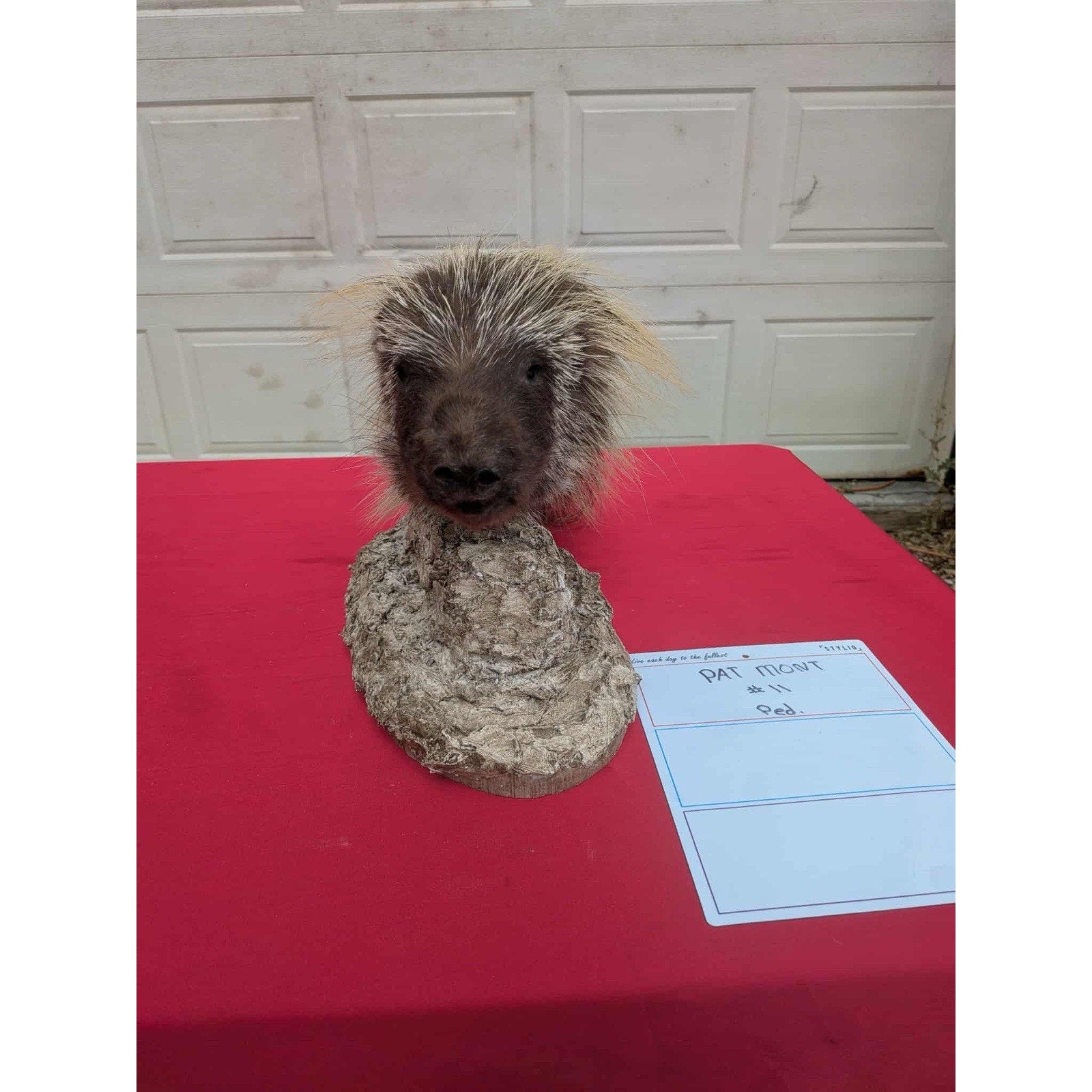 FHPORC11 - Beautiful Montana Prime Winter Porcupine Shoulder Taxidermy Mount
