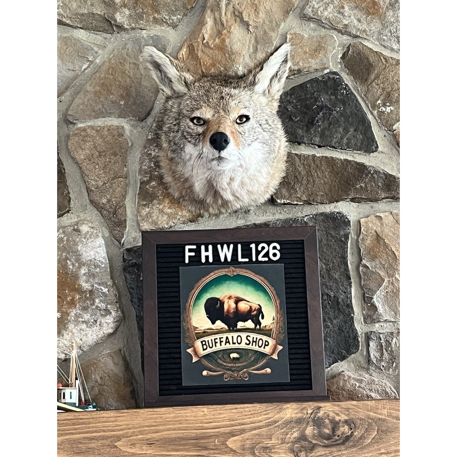 FHWL126 - Coyote Shoulder Museum Quality mount Taxidermy