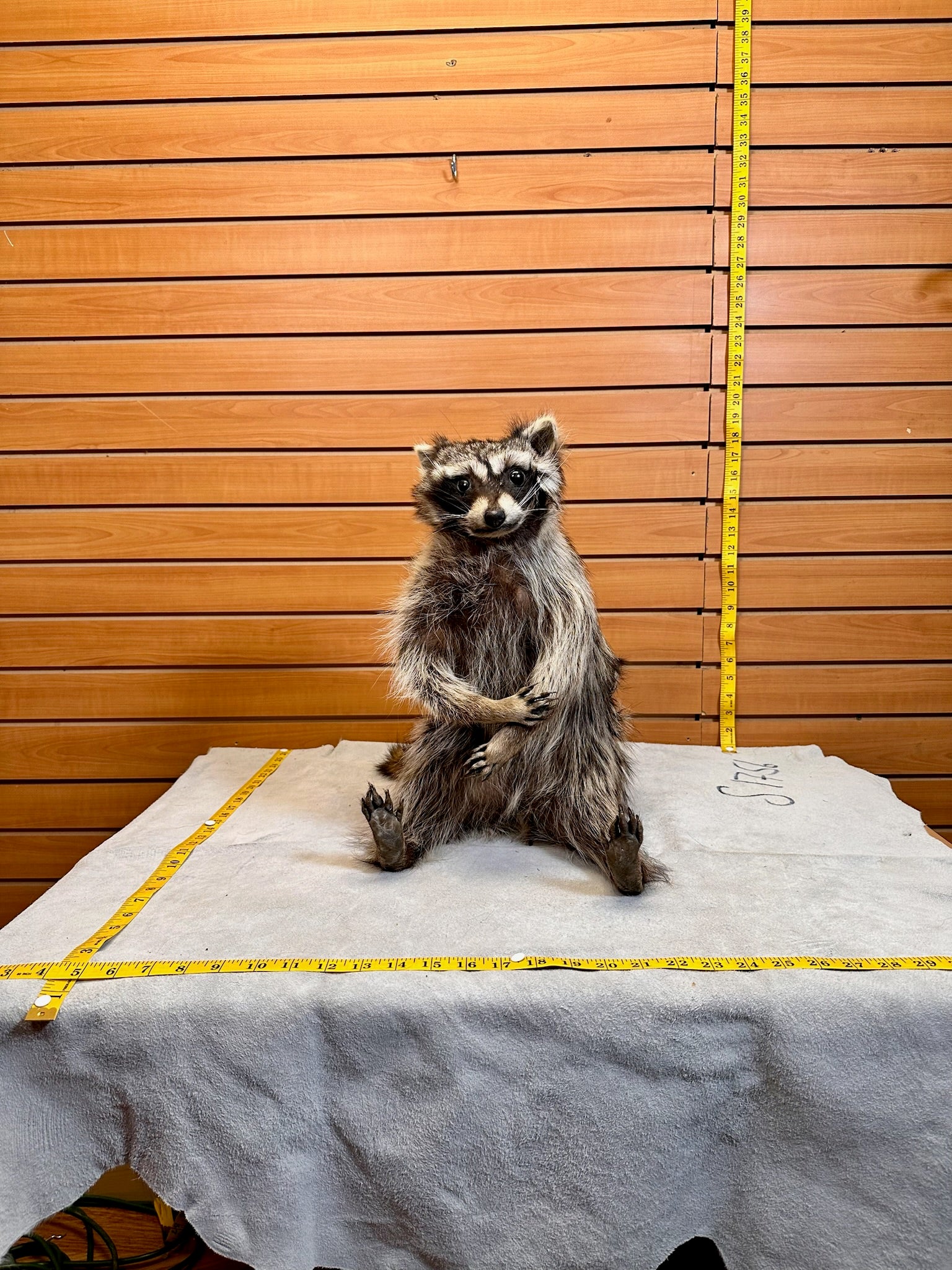 FH233- raccoon taxidermy mount