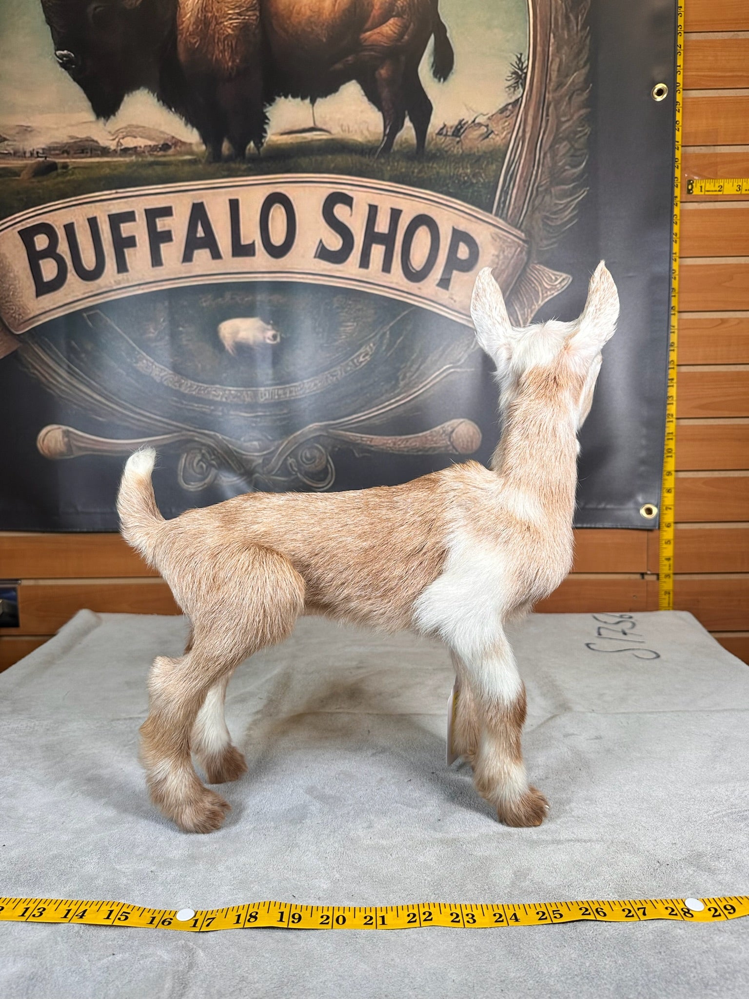 FHGOAT5- Baby goat tiny taxidermy mount free standing