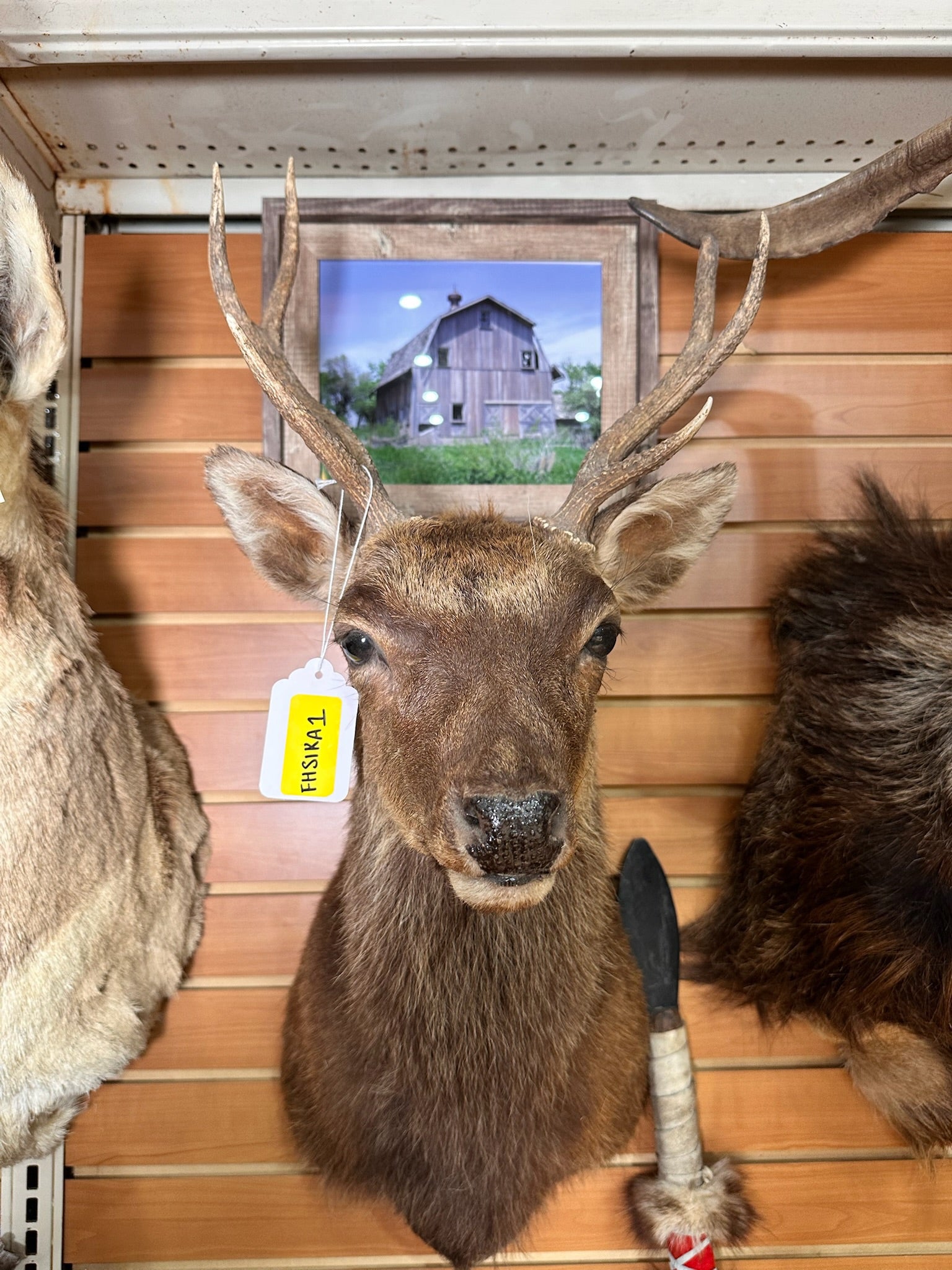 FHSIKA1 - Sika Deer taxidermy shoulder mount