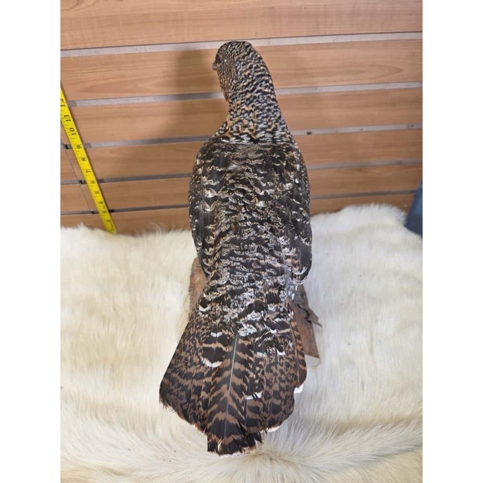 JTV231 - Western Capercallie Grouse Hen