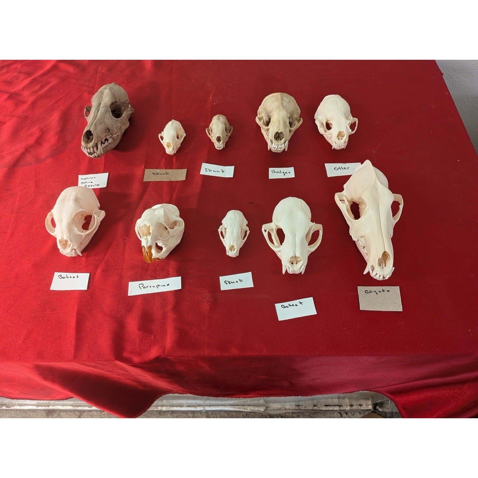 FHPAT1228- Lot Of 10 Premium Skulls Professionally Cleaned