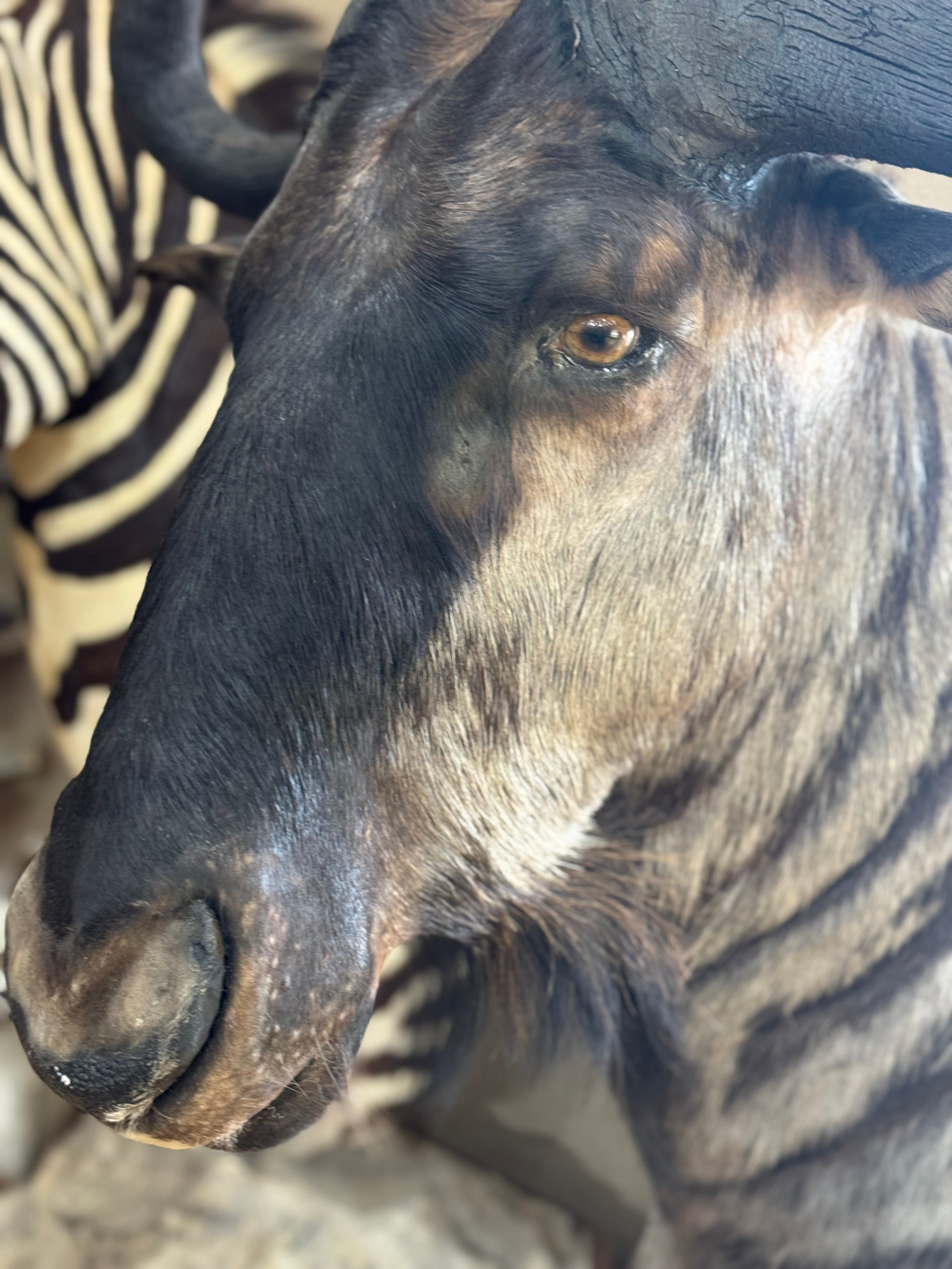 FH185-African Blue Wildebeest Pedestal Taxidermy Mount
