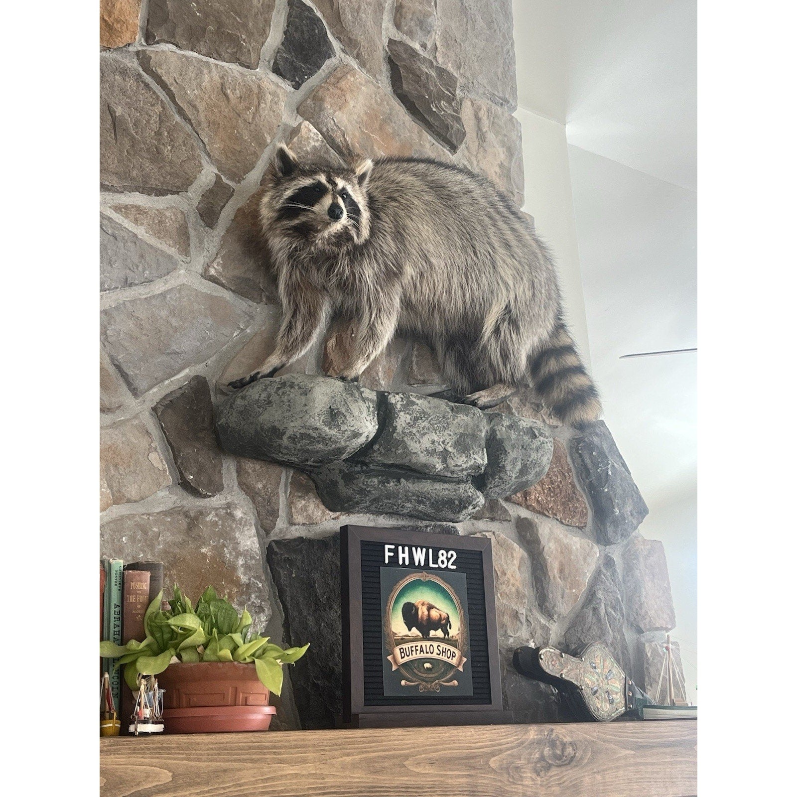 FHWL82 - Fat Raccoon Taxidermy Mount