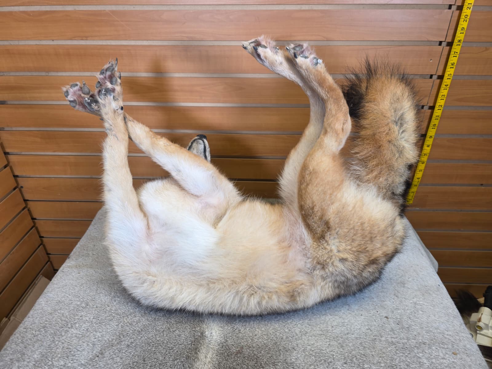 KMCY29 - Full-Body Coyote Taxidermy Mount