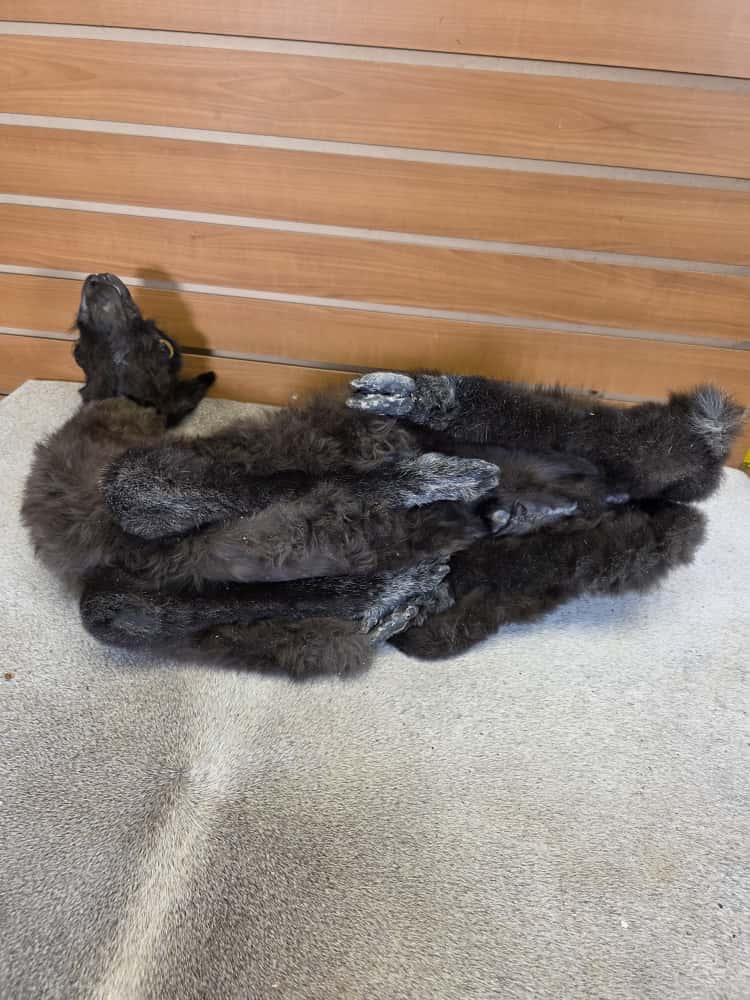 FHAB16 - Huacaya Alpaca – Full Body Mount