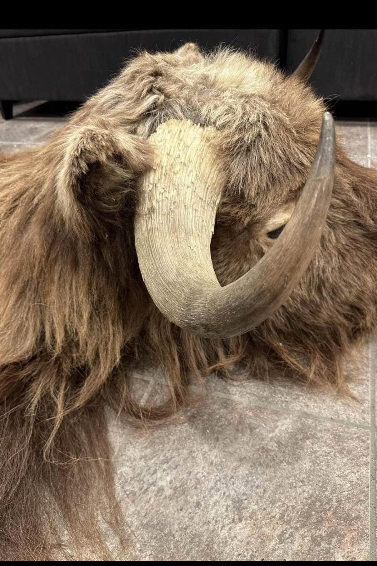 FHSUZ28 - Muskox Rug With Mounted Taxidermy Head