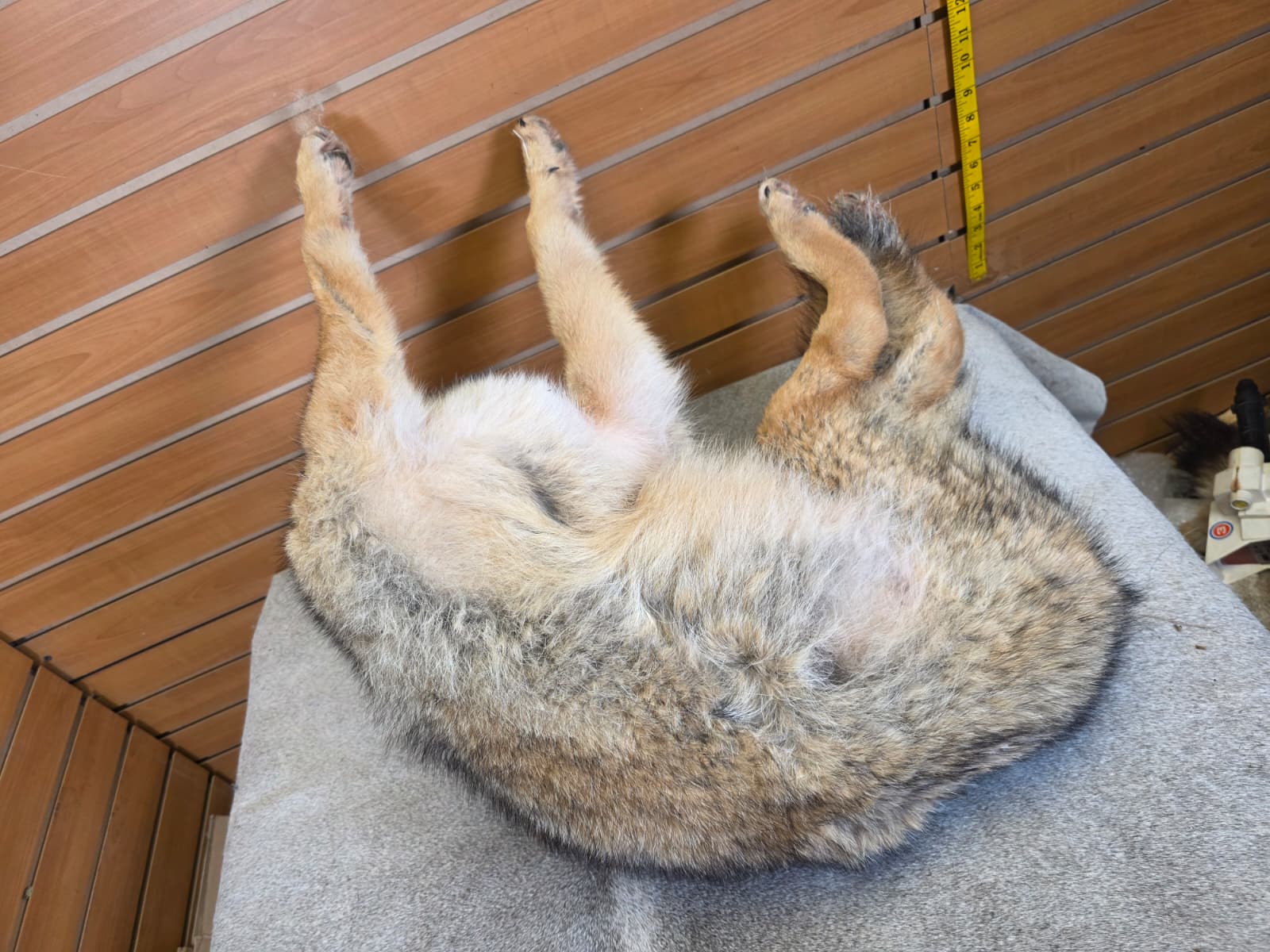 KMCY34 - Full-Body Coyote Taxidermy Mount