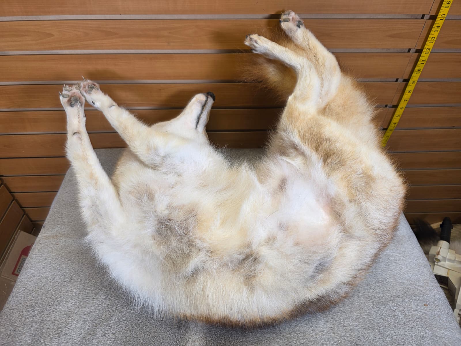 KMCY27 - Full-Body Coyote Taxidermy Mount