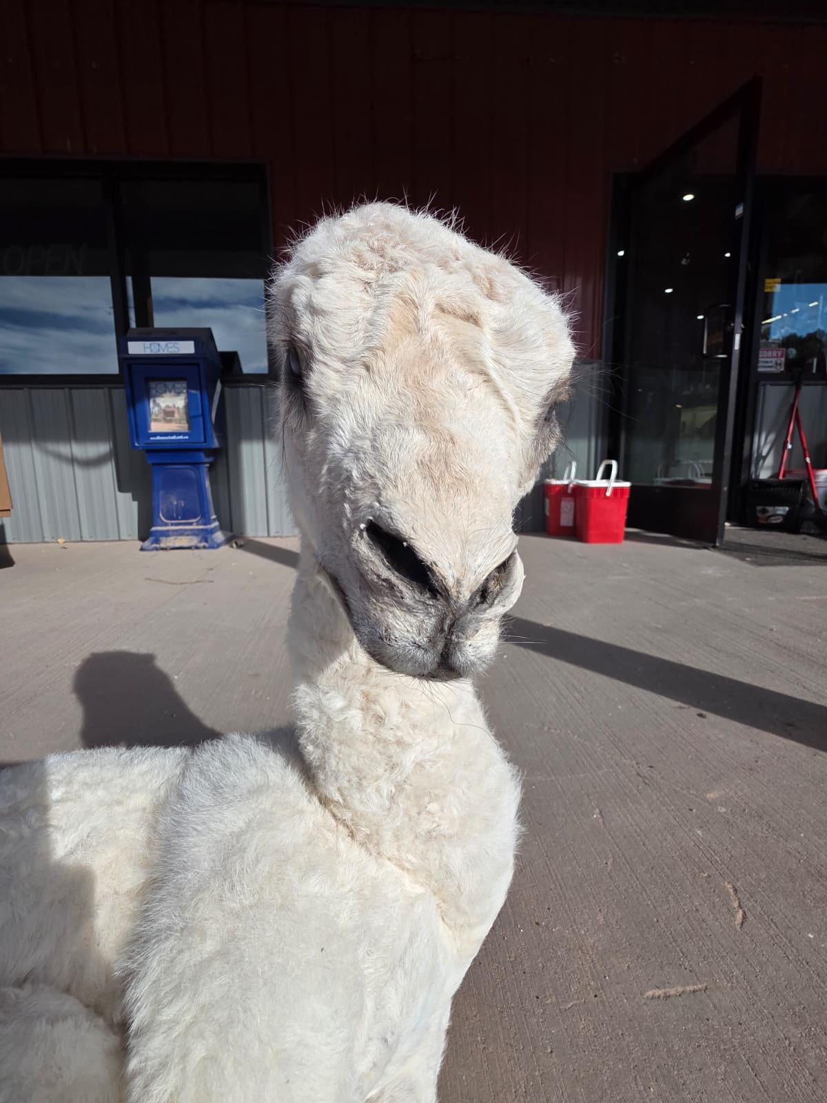 FHAB17 - Alpacas – Camelids Full-Body Taxidermy Mount