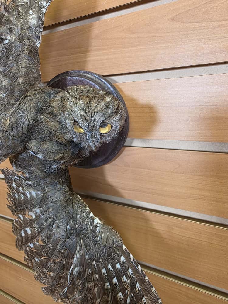 JTV274 - Eurasian Scops Owl Full Mount
