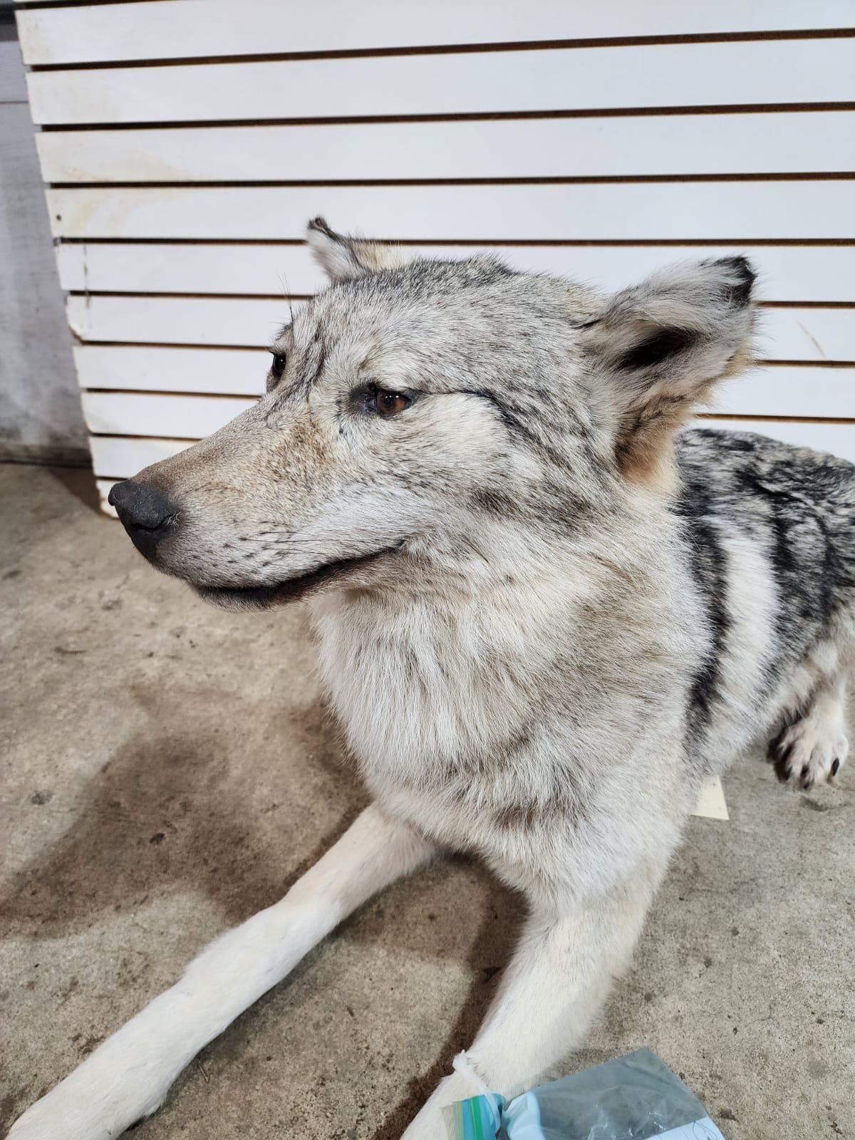 FHSUZ25 - Alaskan Wolf Taxidermy Mount