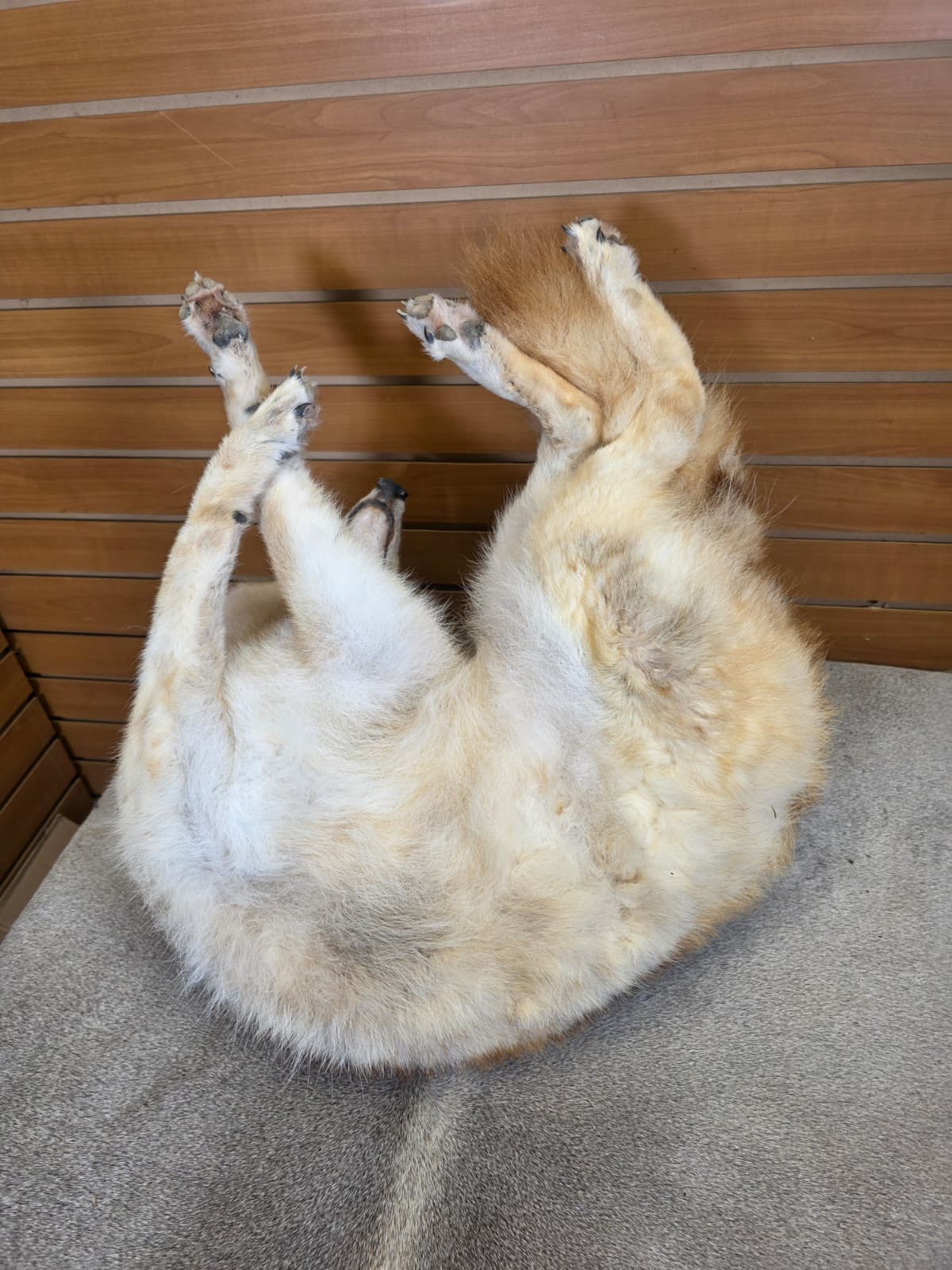 KMCY31 - Full-Body Coyote Taxidermy Mount