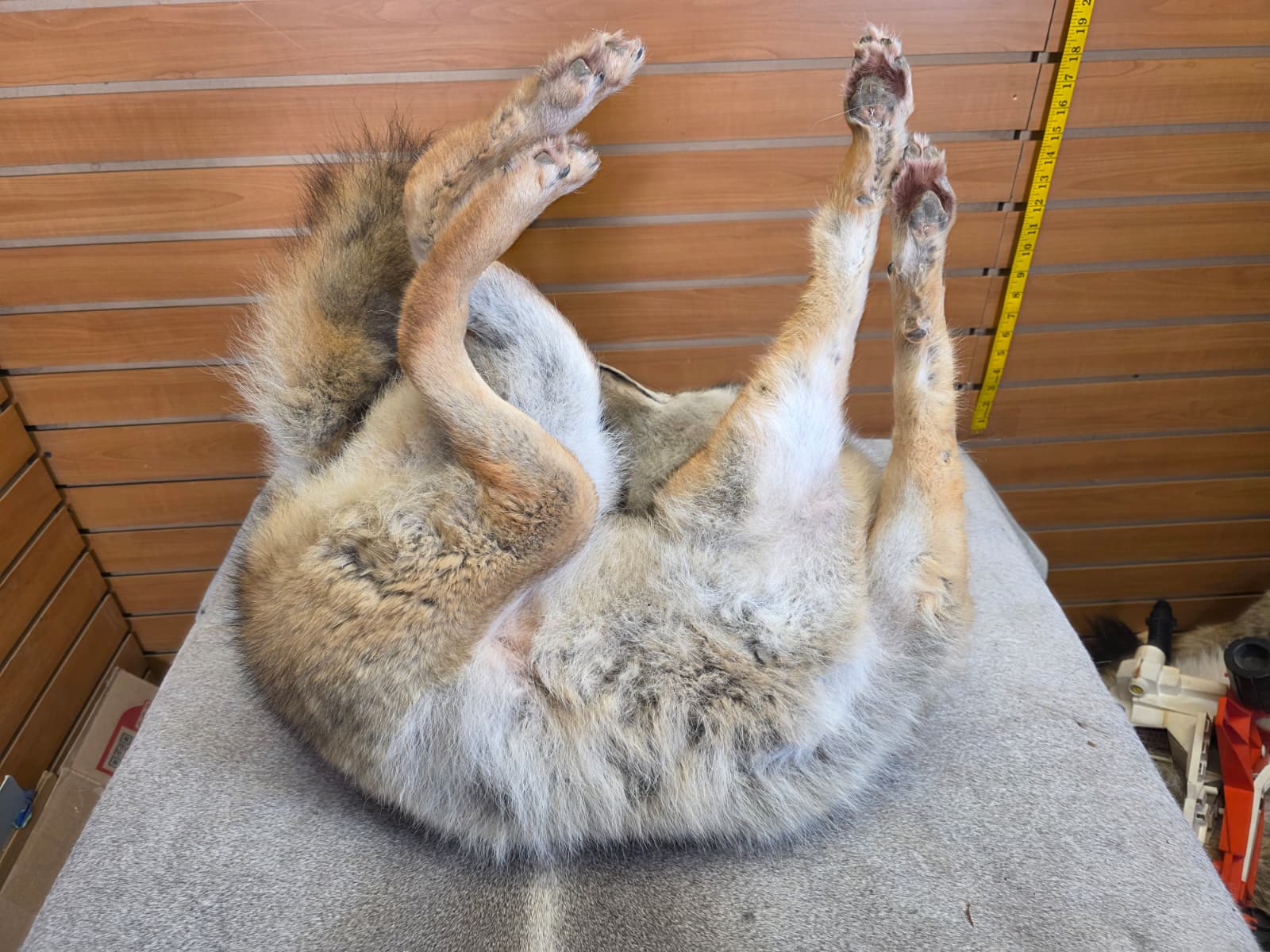 KMCY33 - Full-Body Coyote Taxidermy Mount