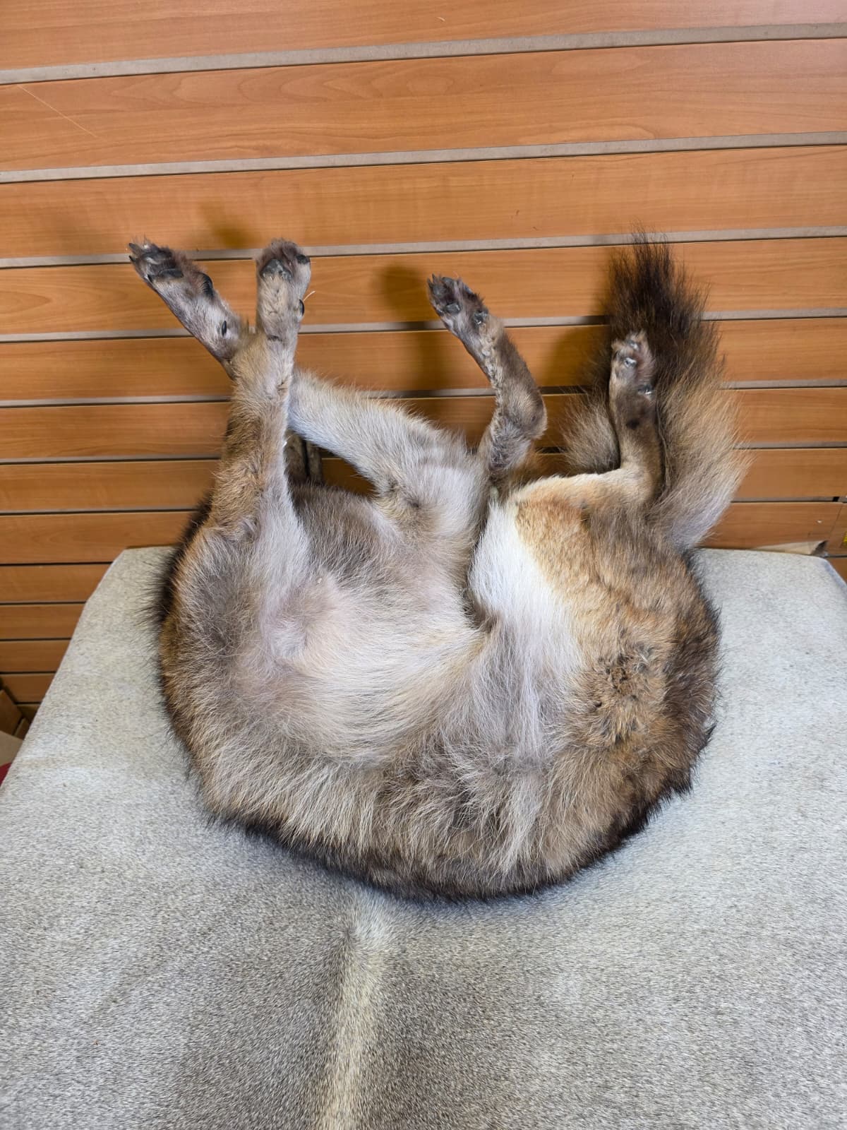 KMCY24 - Full-Body Coyote Taxidermy Mount