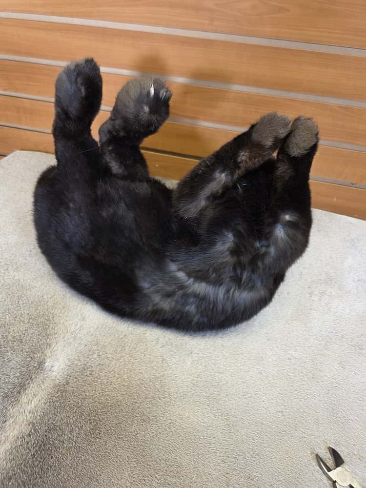 FHAB2 - Black Jackalope Taxidermy with Red Eyes