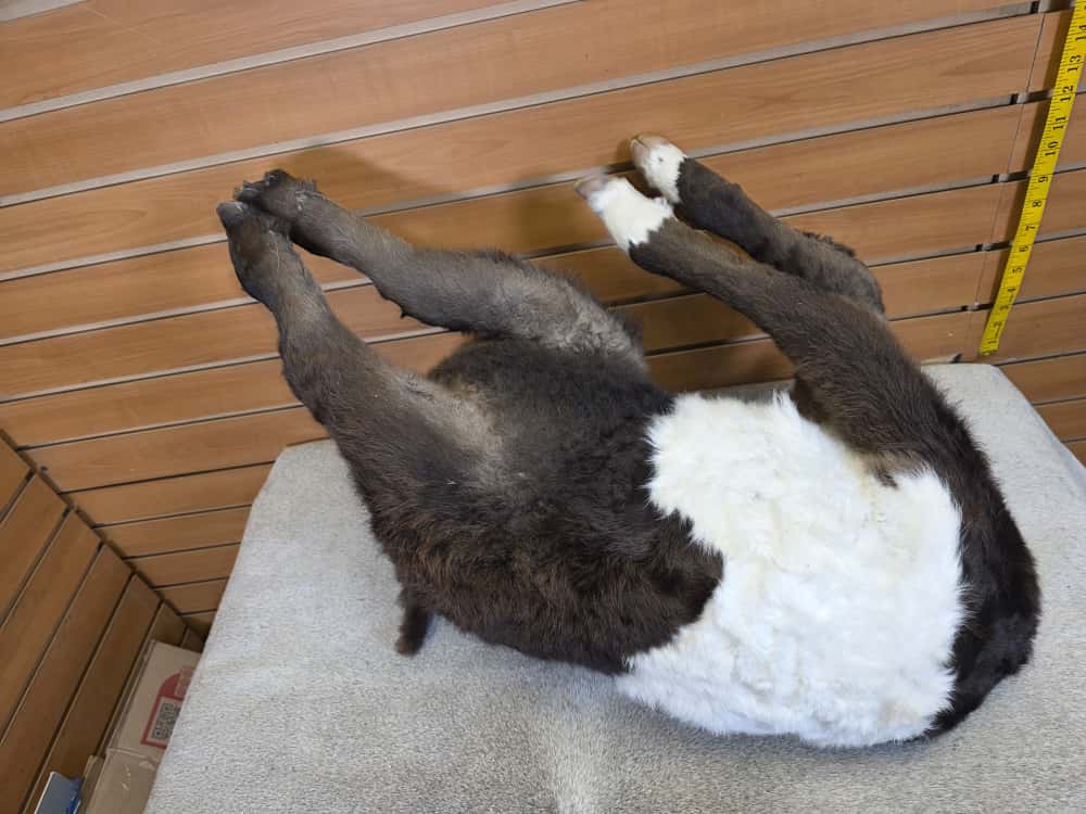FHAB13 - Buffalo taxidermy mount (Cross Cow) Beeffalo