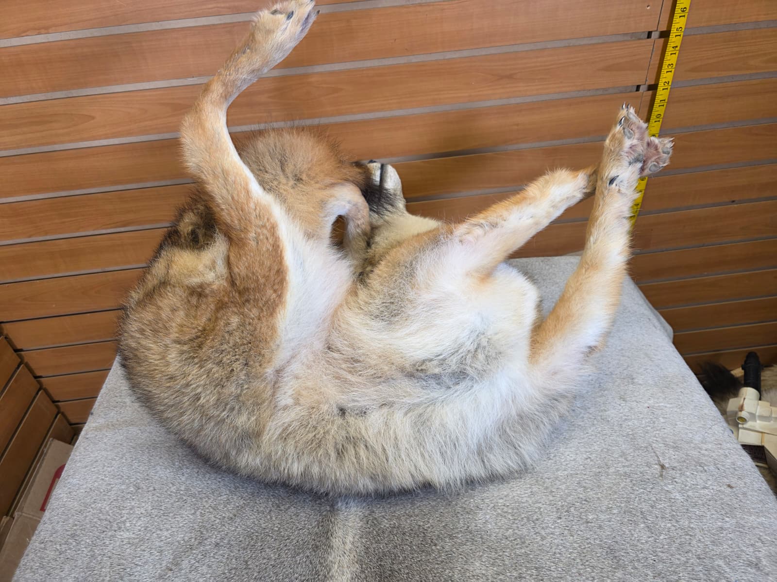 KMCY32 - Full-Body Coyote Taxidermy Mount
