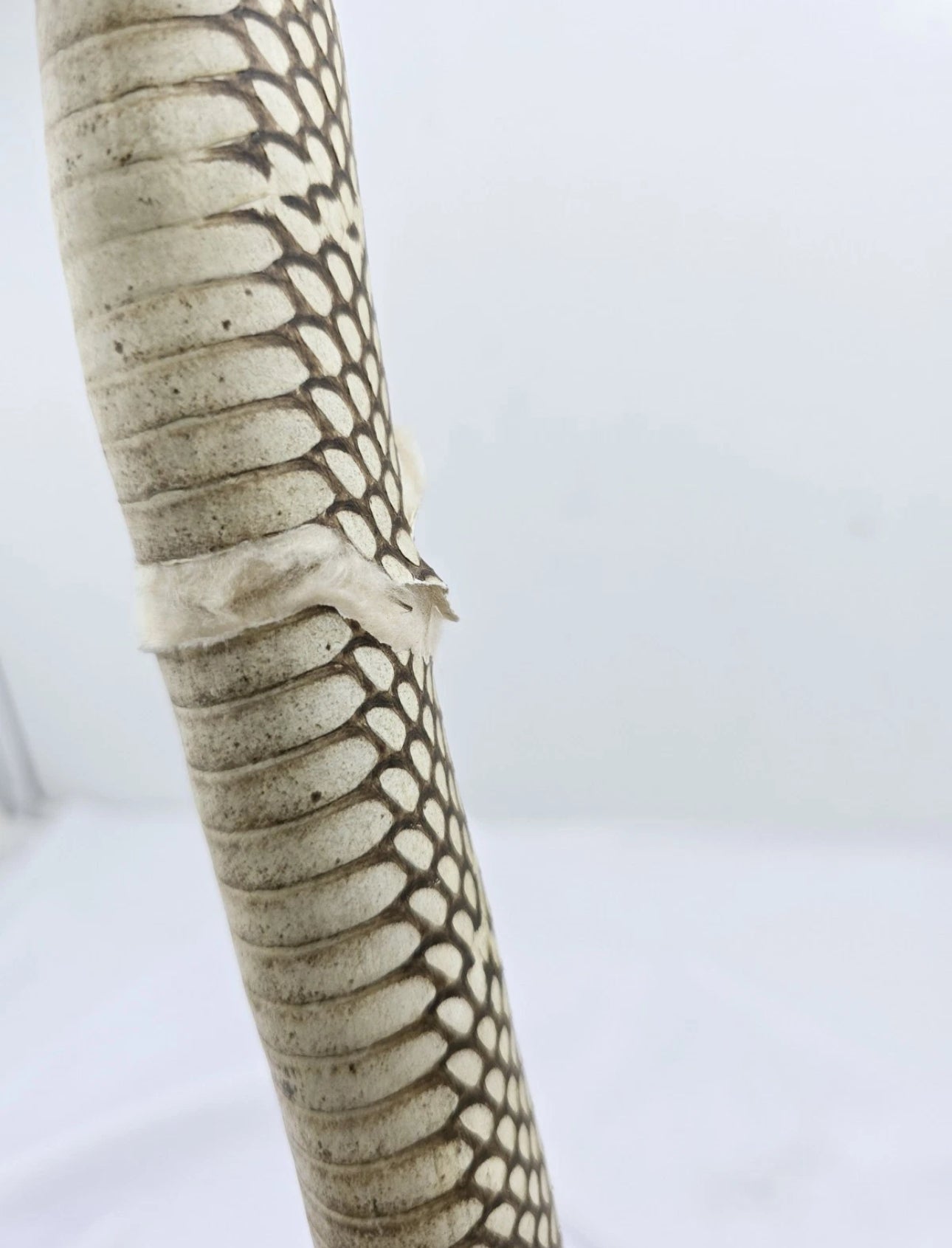 FHCOB0724 - 24” Real Cobra Taxidermy Snake Mount