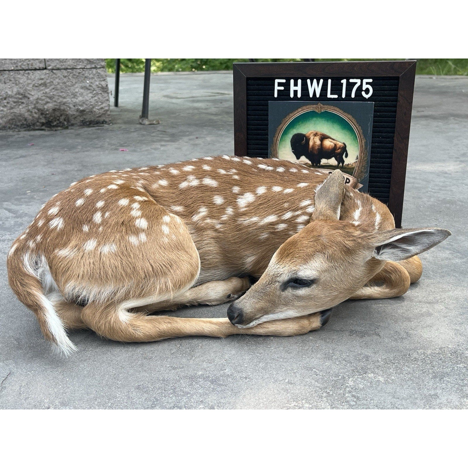 FHWL175 - Fawn Deer Taxidermy Mount