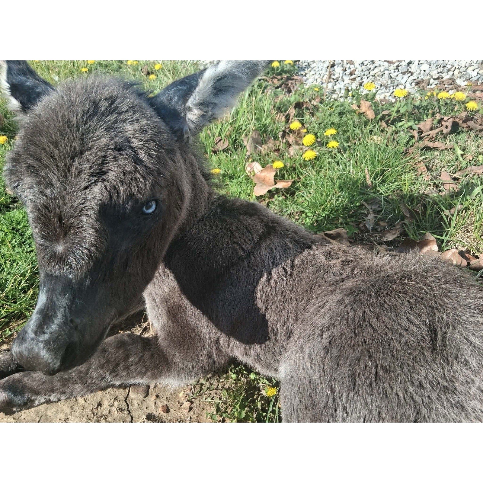 FHKIM7483- Rare Real Baby Donkey Taxidermy Mount - Not Posable