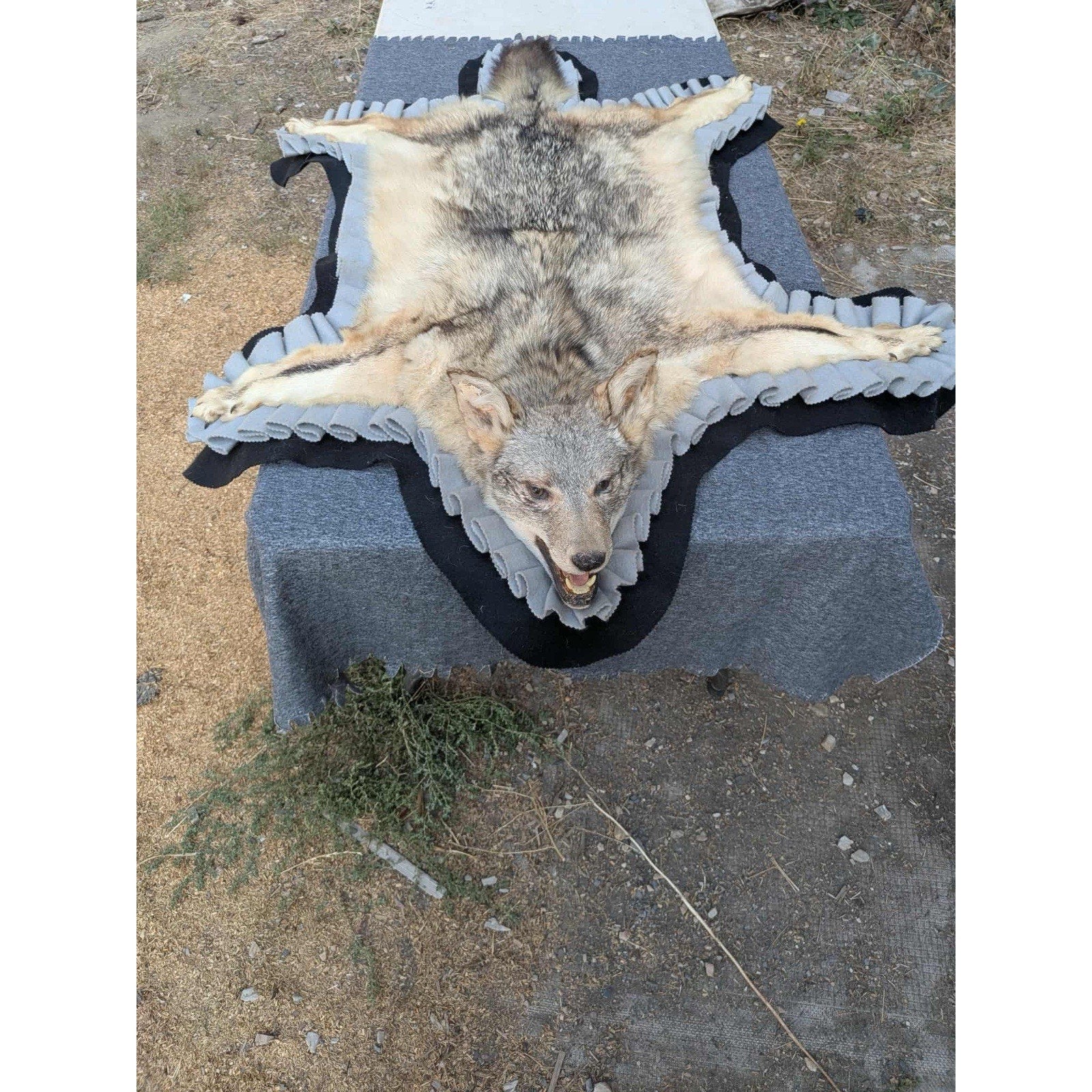 FHPAT122 - Vintage Coyote Rug or WALL Taxidermy Mount