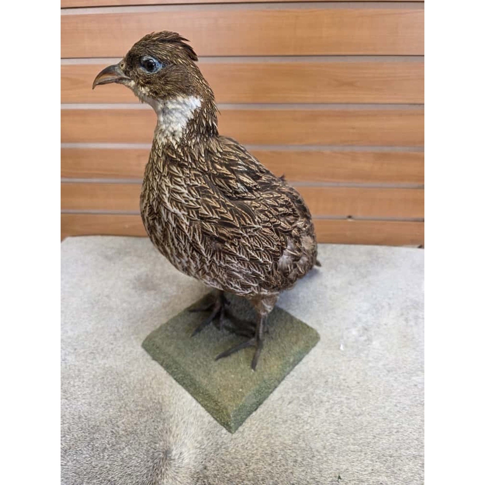 JTV253 - impeyan hen farm raised Taxidermy Mount