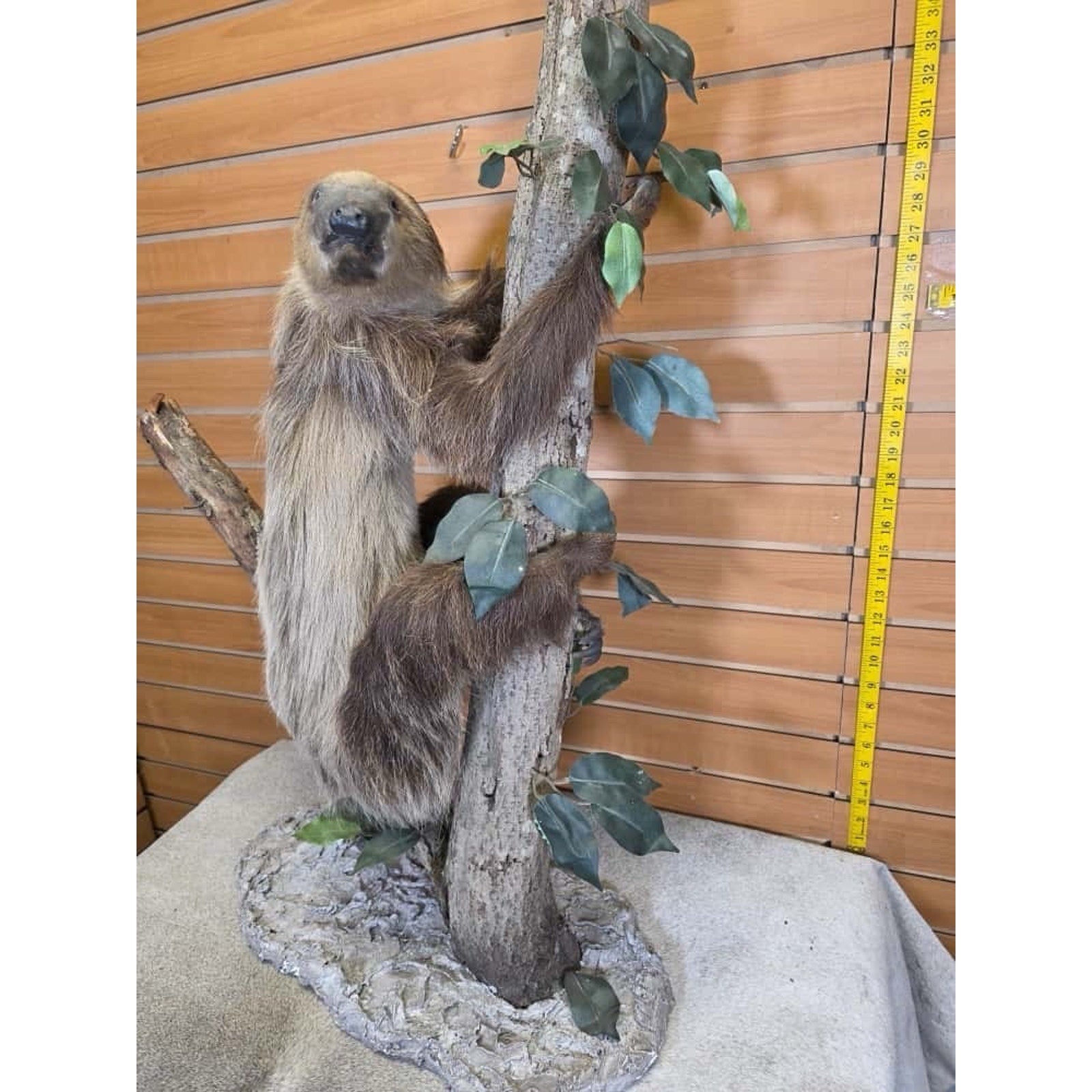 FHCM22 - New Adult crawling Sloth Taxidermy Mount Full Body
